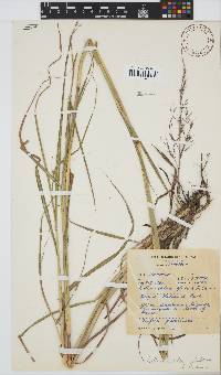 Bothriochloa bladhii image