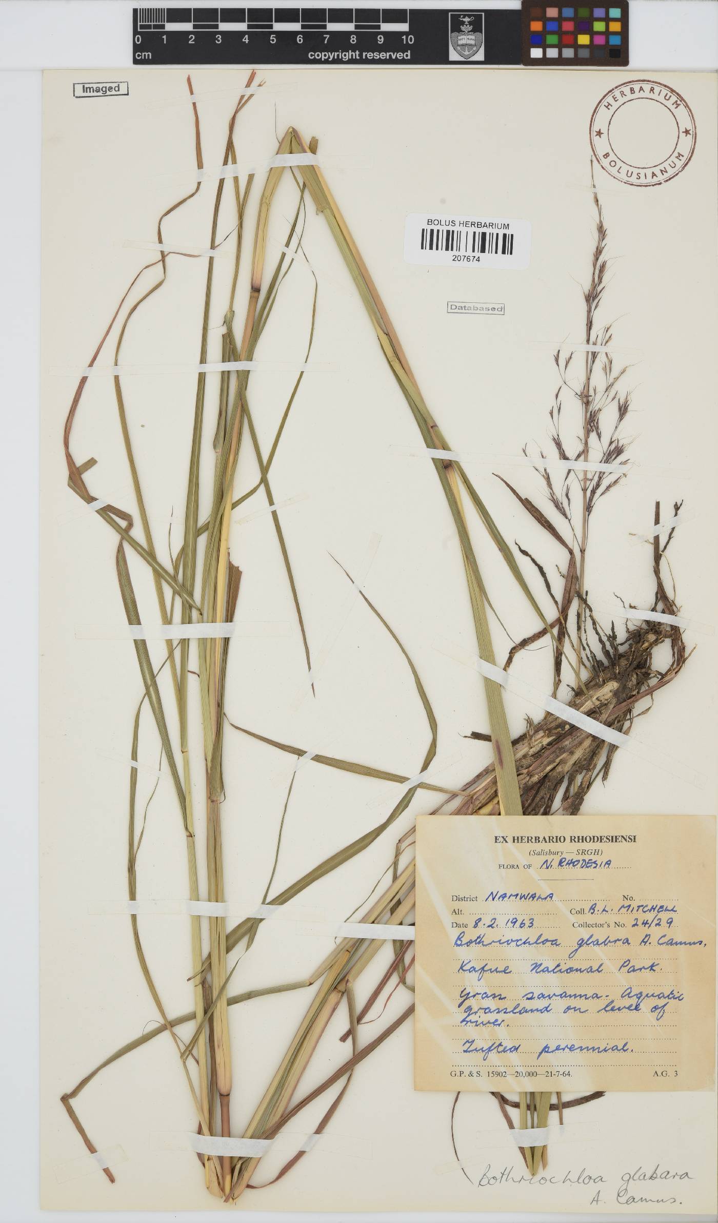 Bothriochloa bladhii image