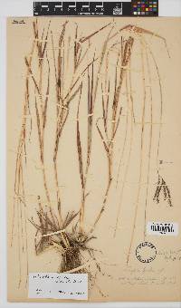 Bothriochloa radicans image