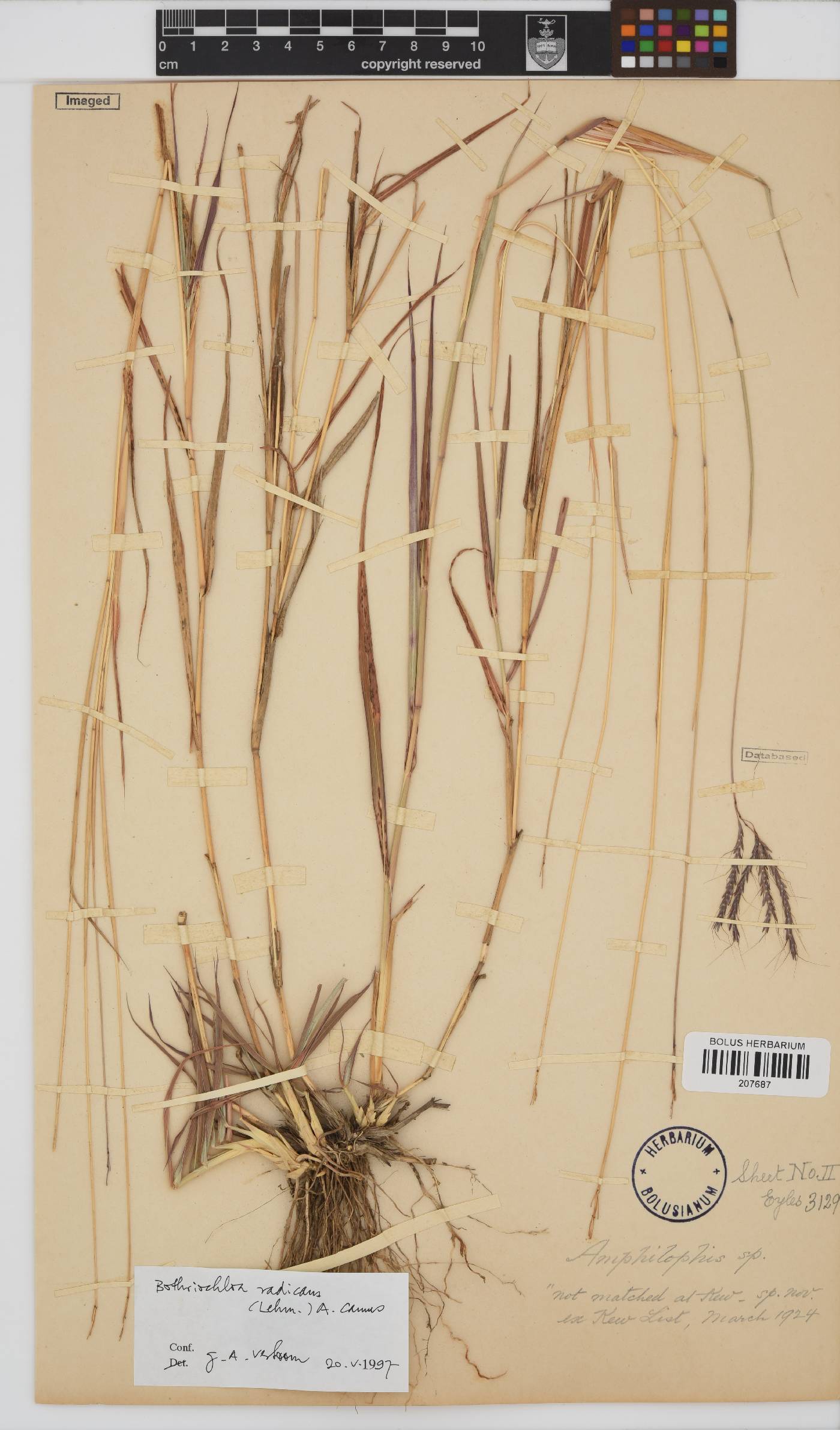 Bothriochloa image