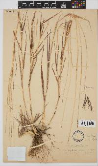 Bothriochloa radicans image