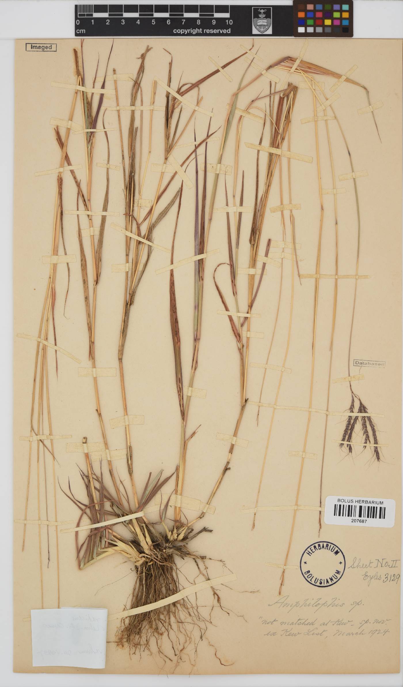 Bothriochloa radicans image