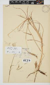 Bothriochloa radicans image