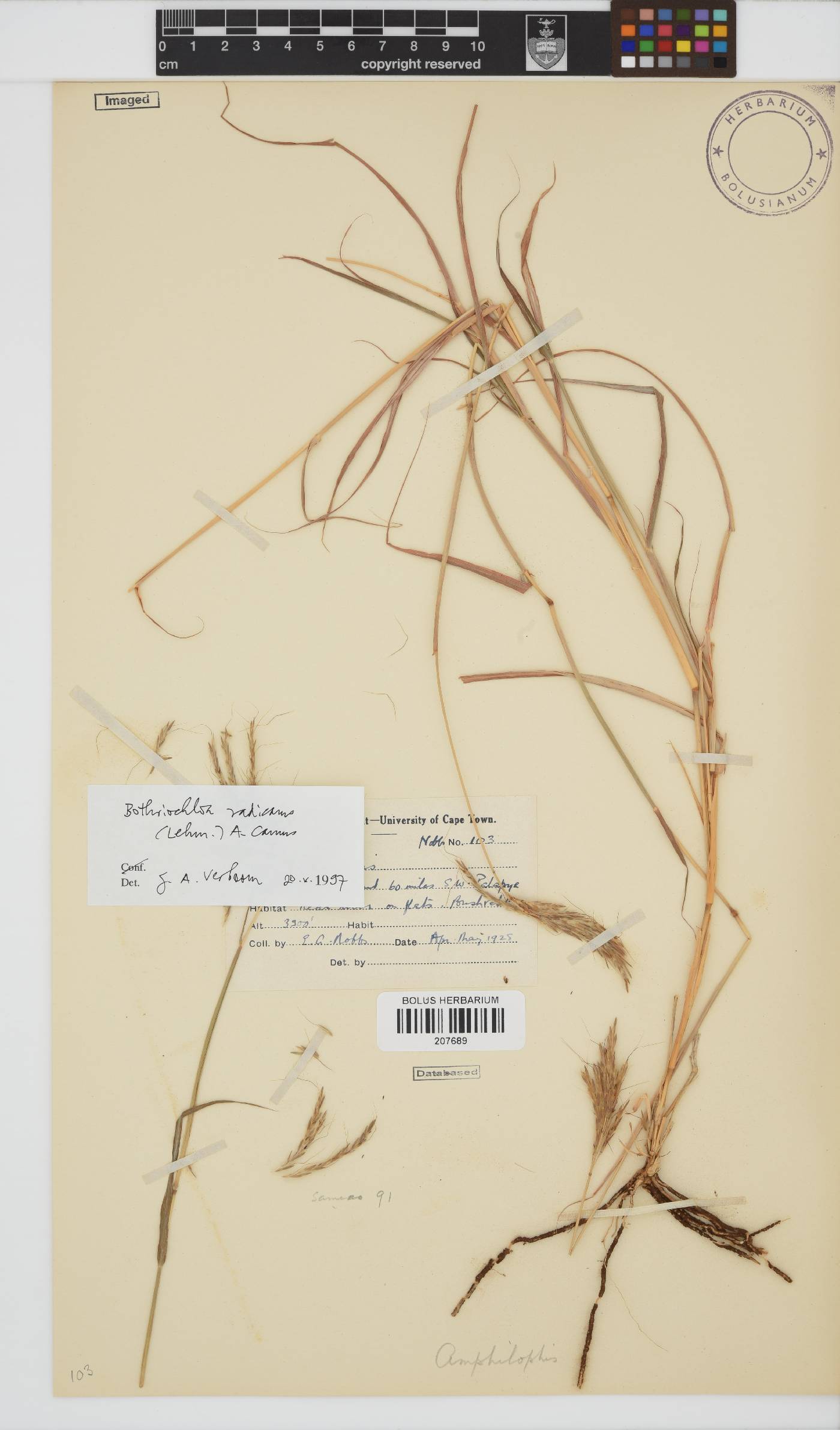 Bothriochloa radicans image