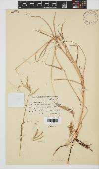 Bothriochloa radicans image