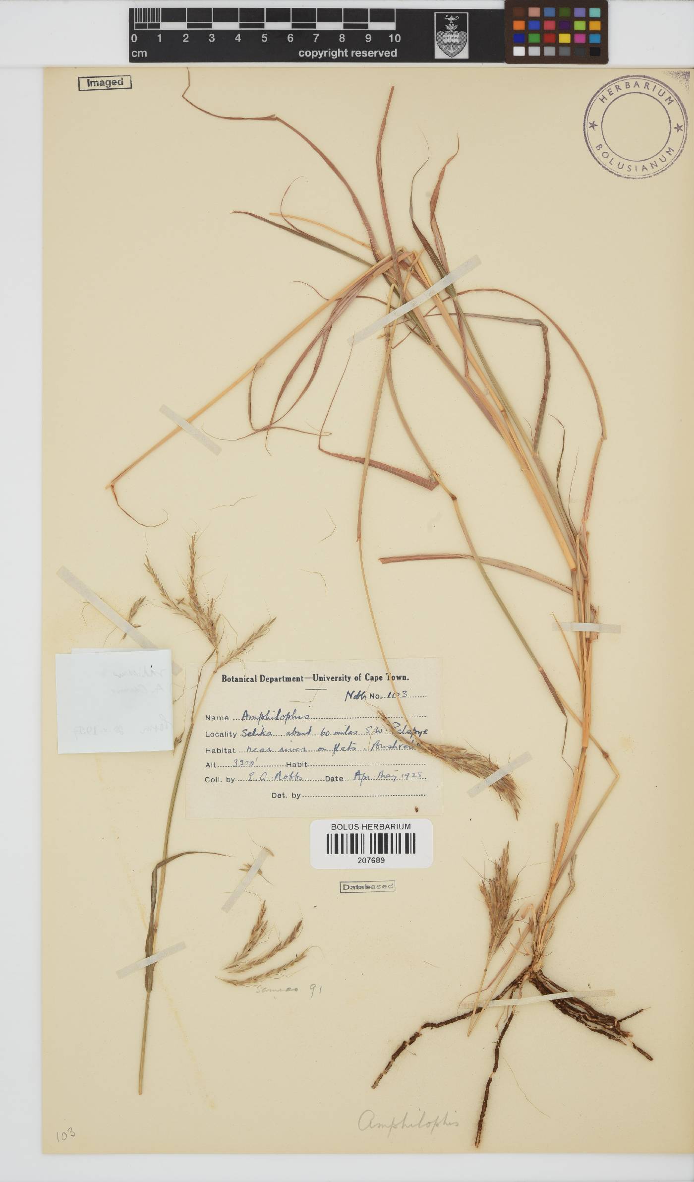 Bothriochloa image