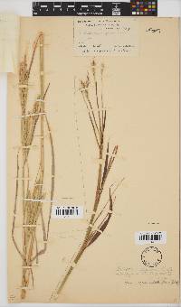 Andropogon gayanus image