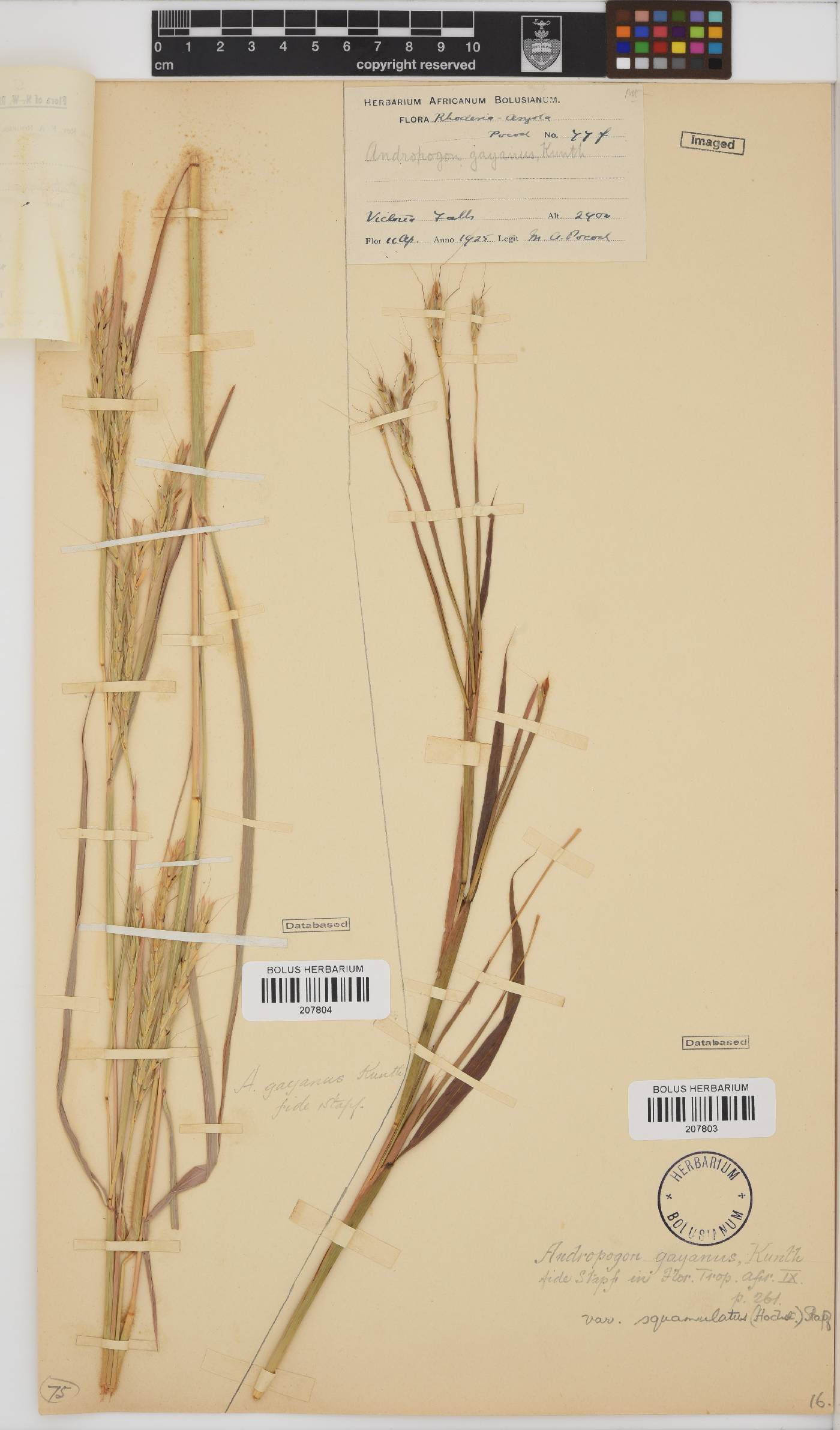 Andropogon gayanus image
