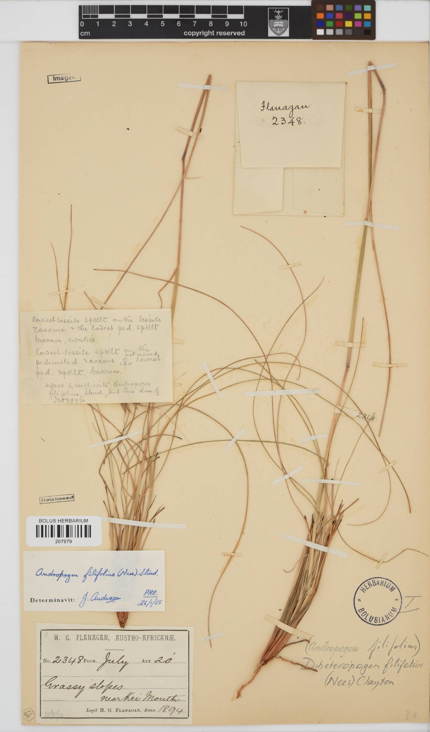 Diheteropogon filifolius image