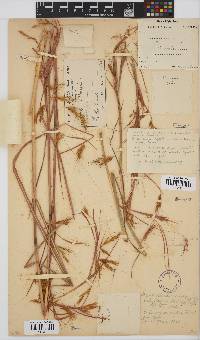 Hyparrhenia rufa image