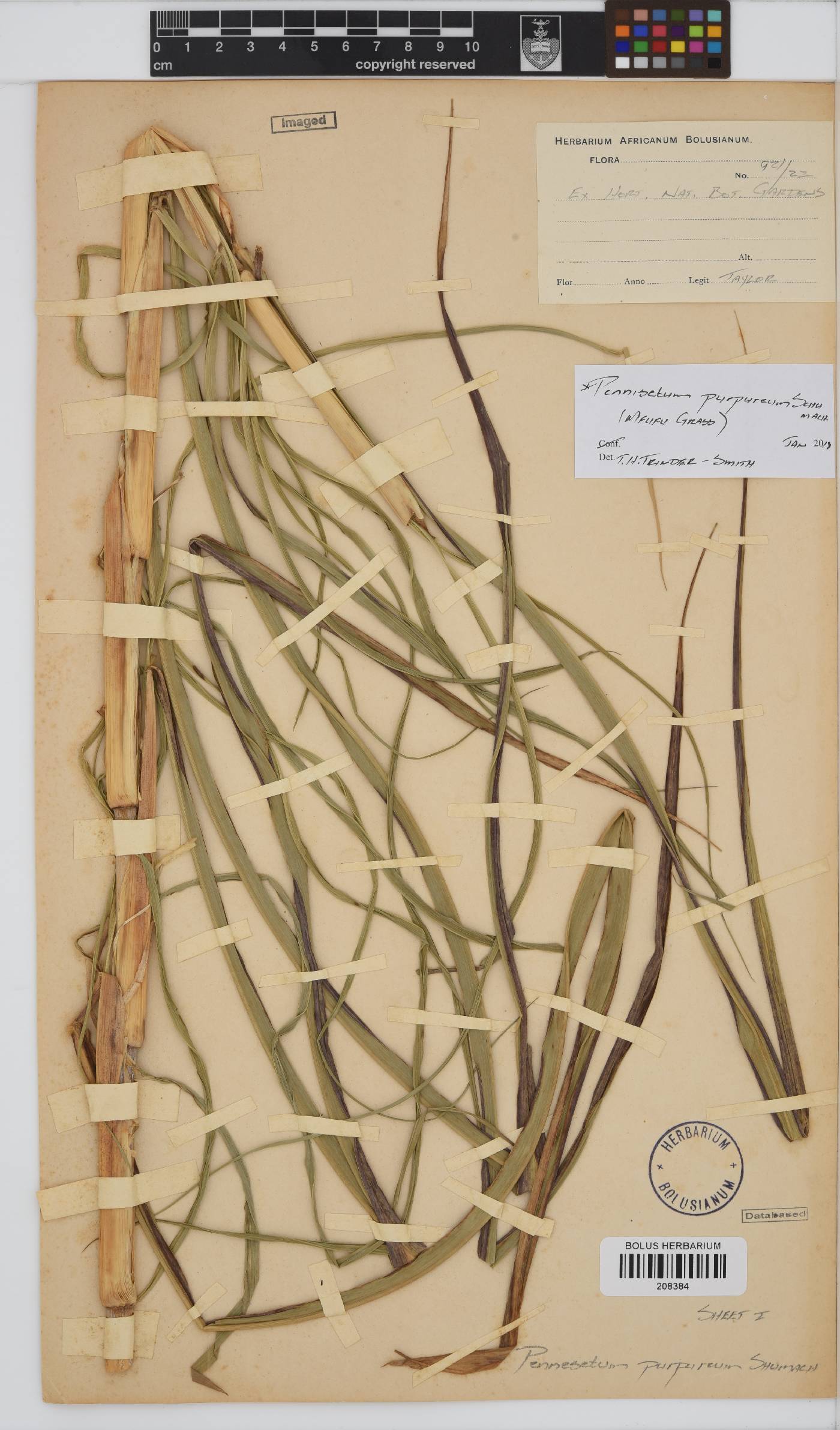 Pennisetum purpureum image