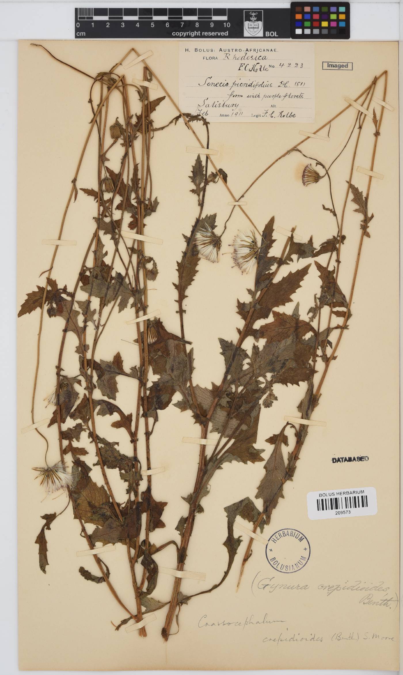 Crassocephalum crepidioides image