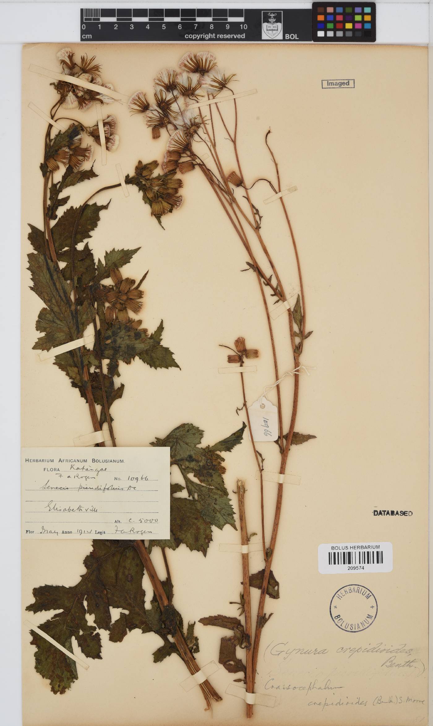 Crassocephalum crepidioides image