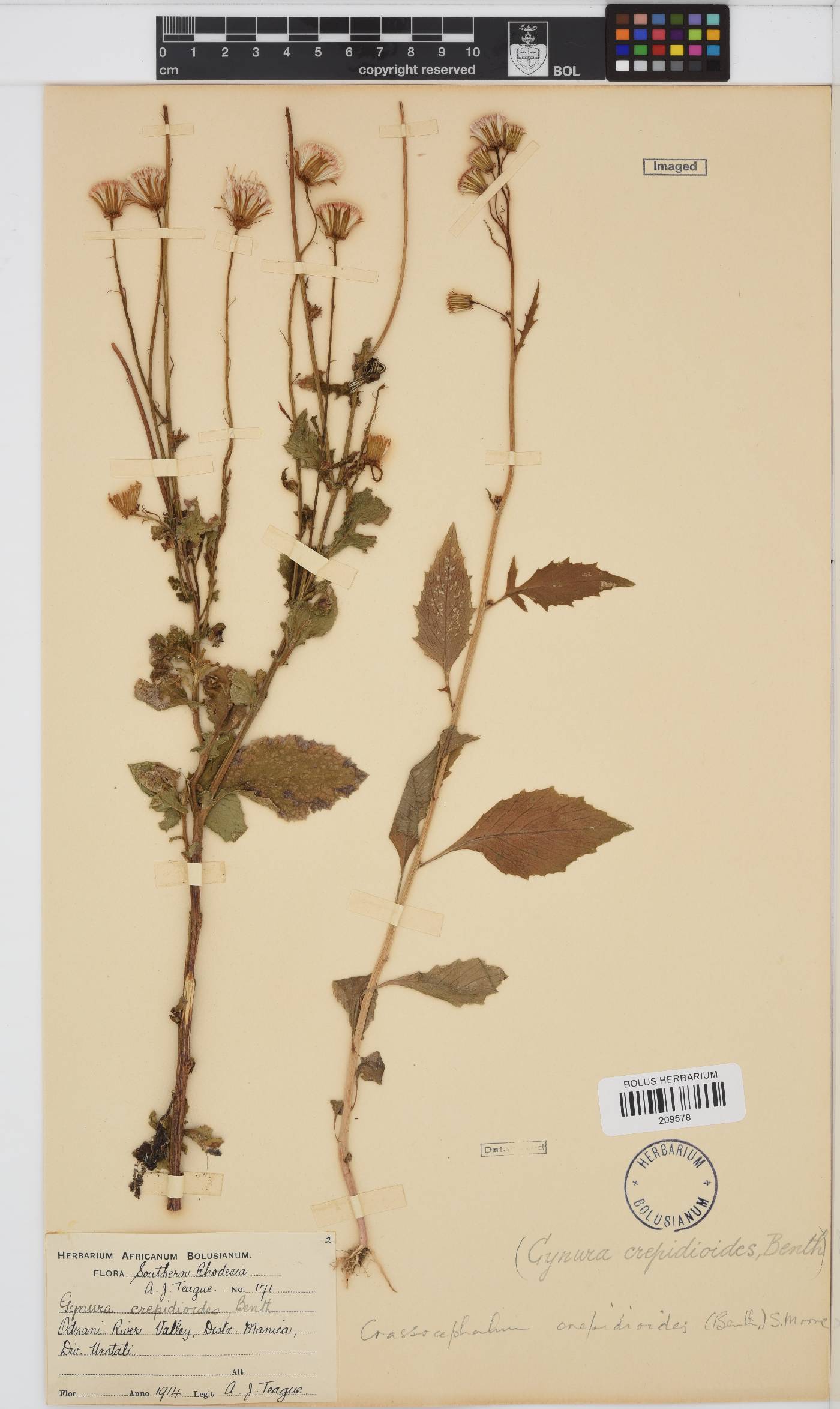 Crassocephalum crepidioides image