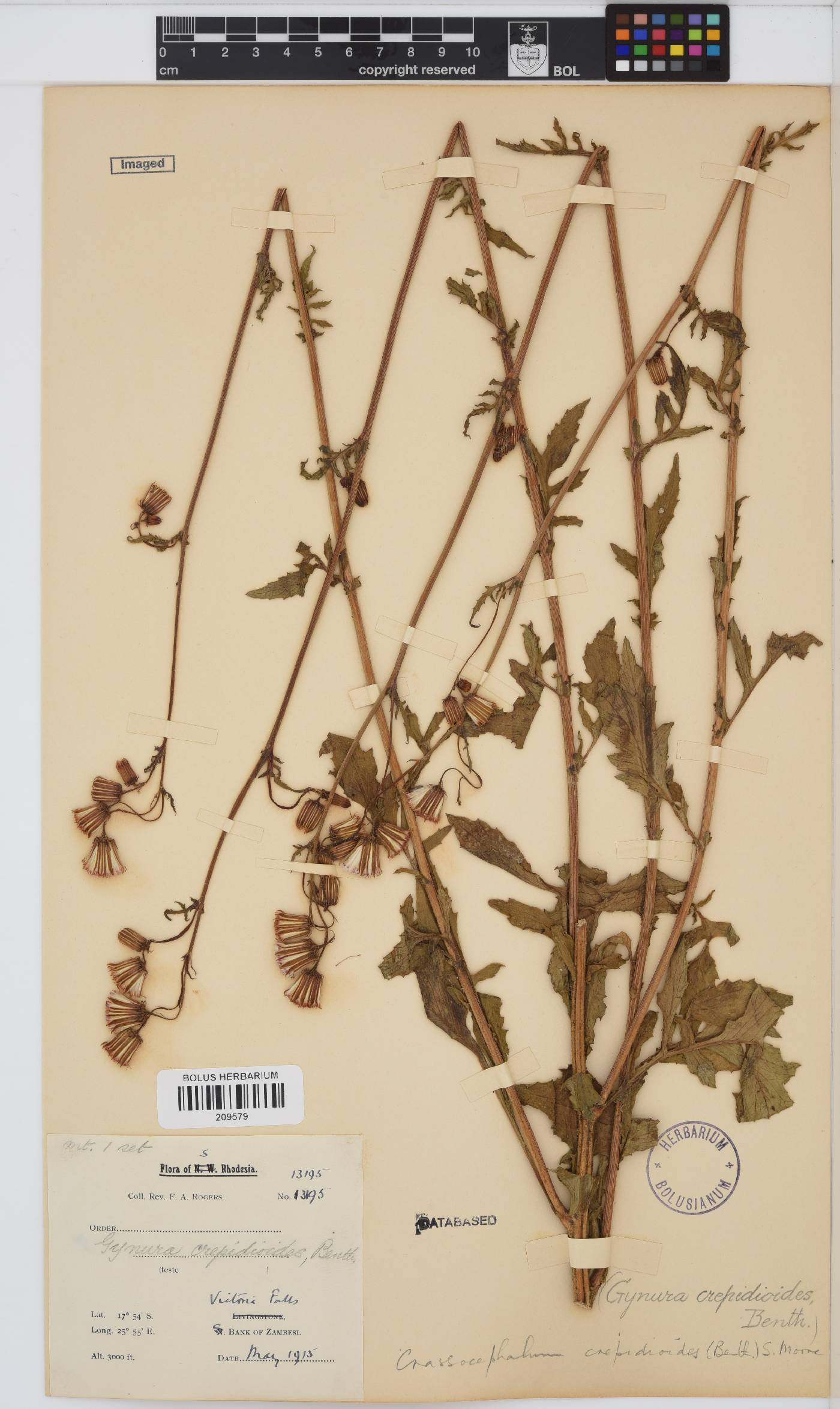 Crassocephalum crepidioides image