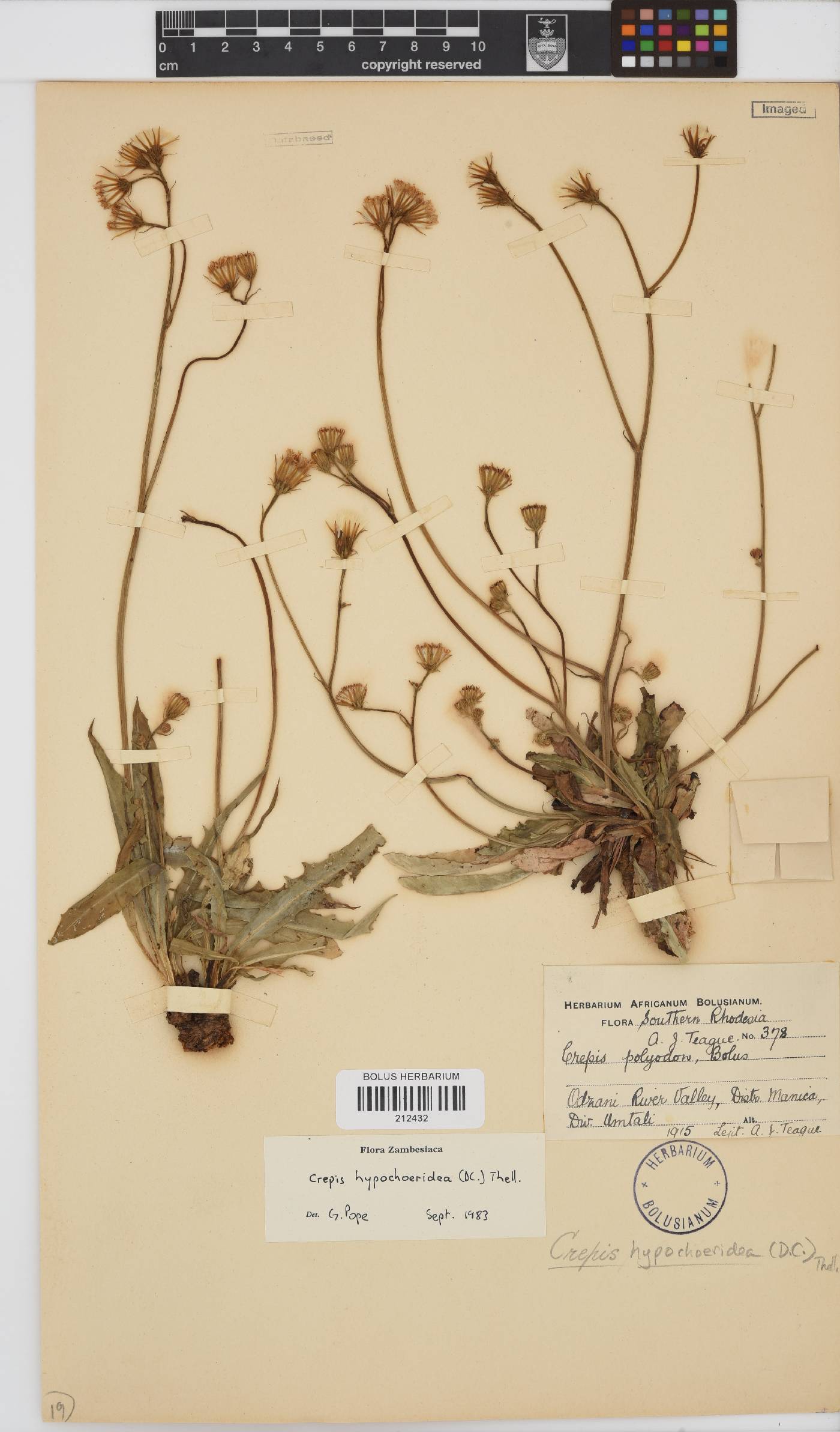 Crepis hypochaeridea image