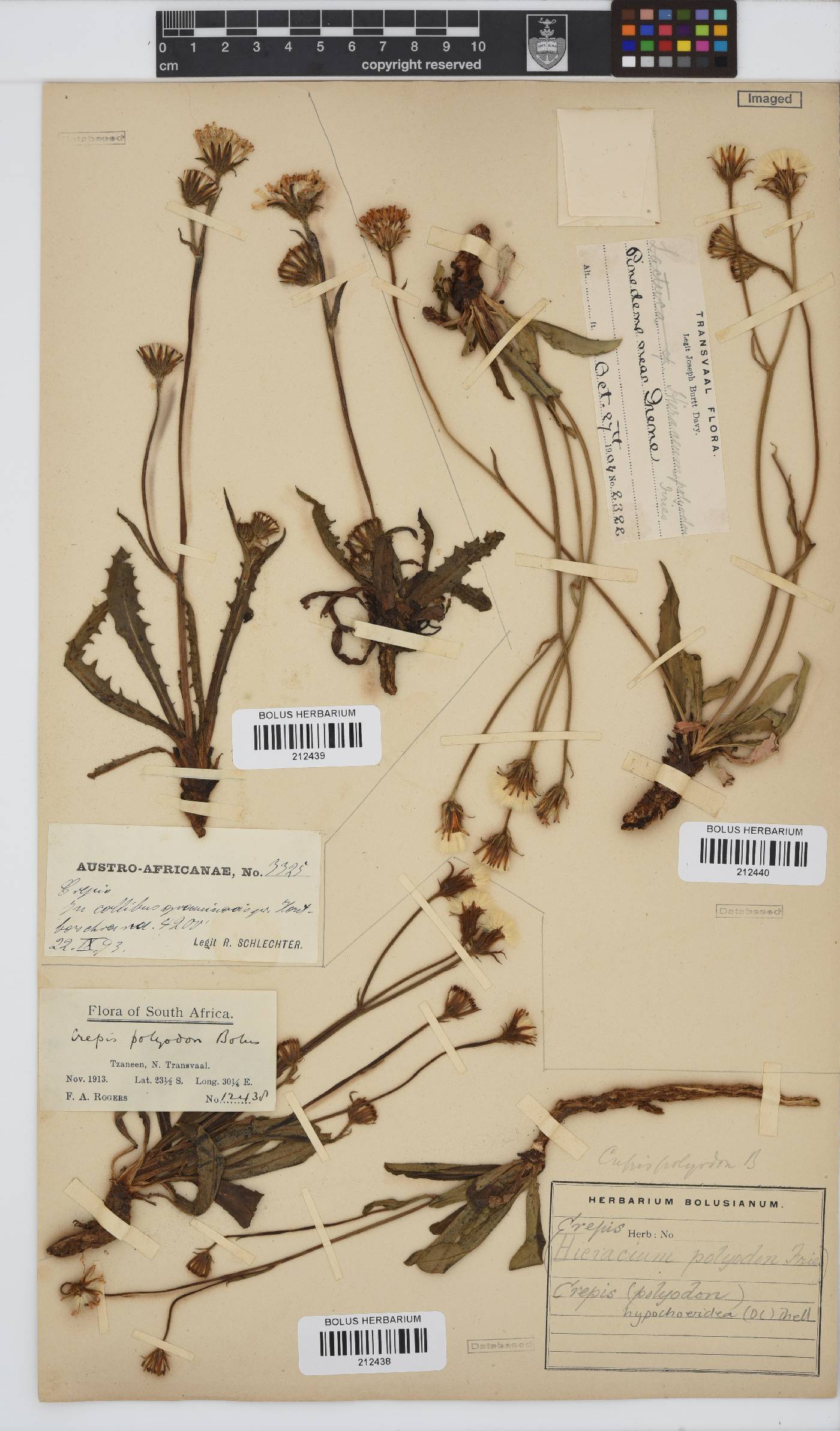 Crepis hypochaeridea image