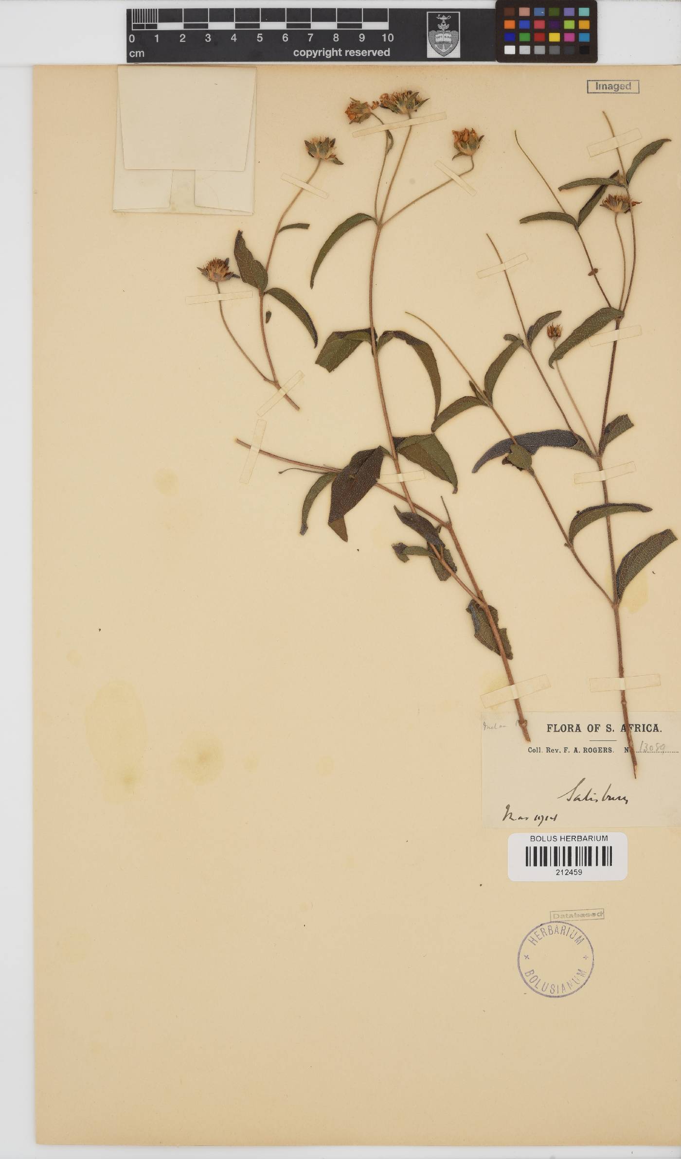 Paurolepis filifolia image