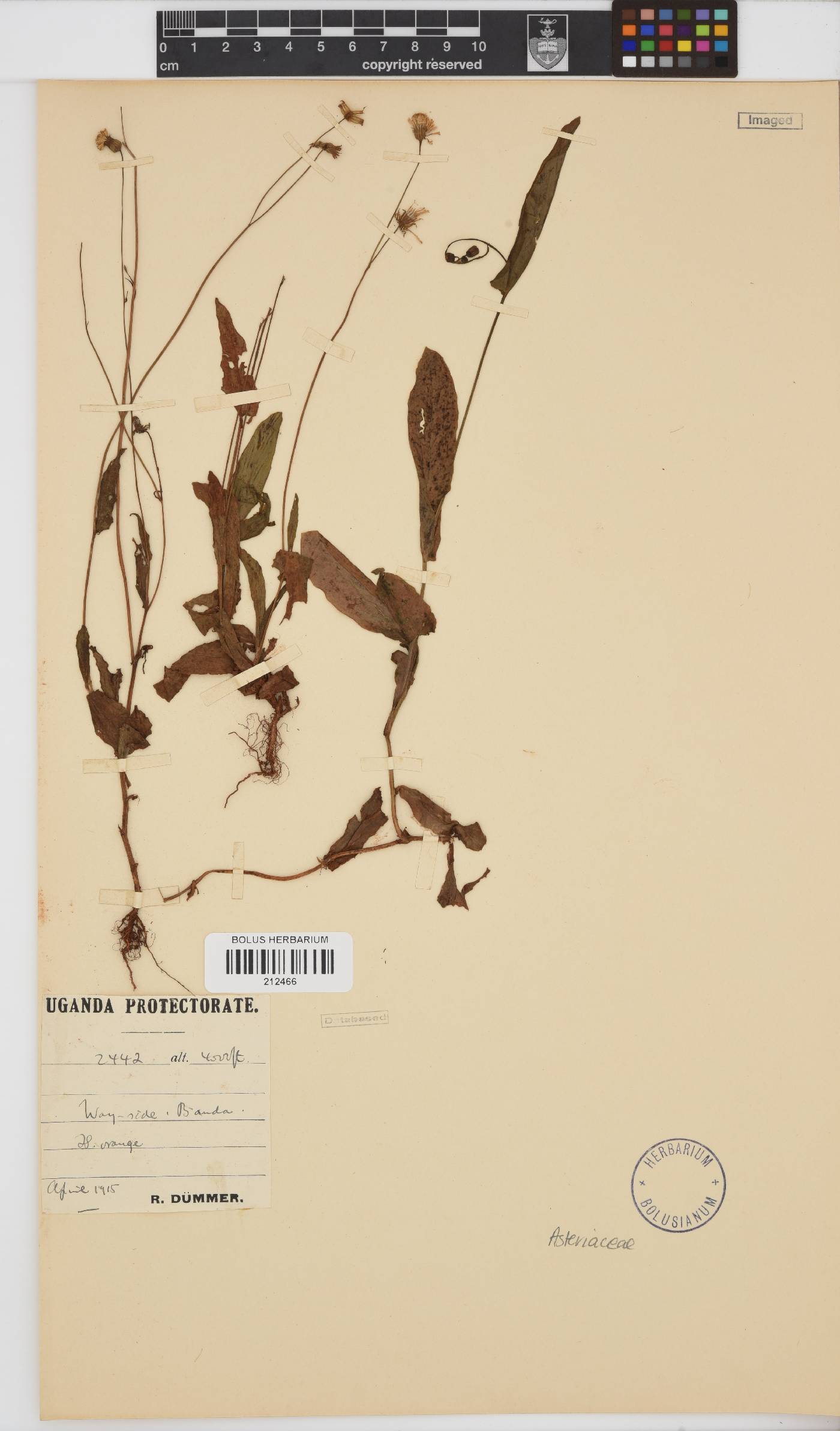 Paurolepis filifolia image