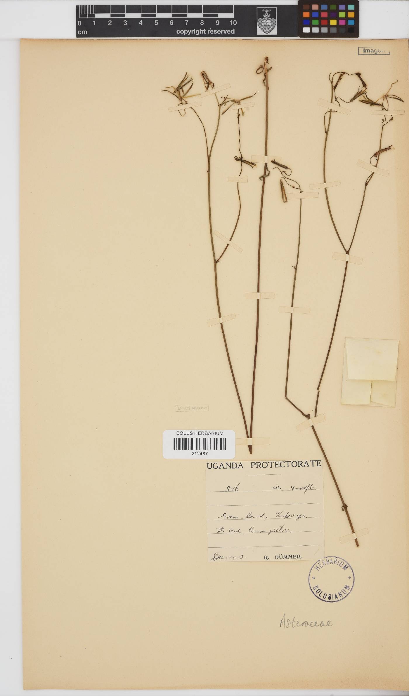 Paurolepis filifolia image