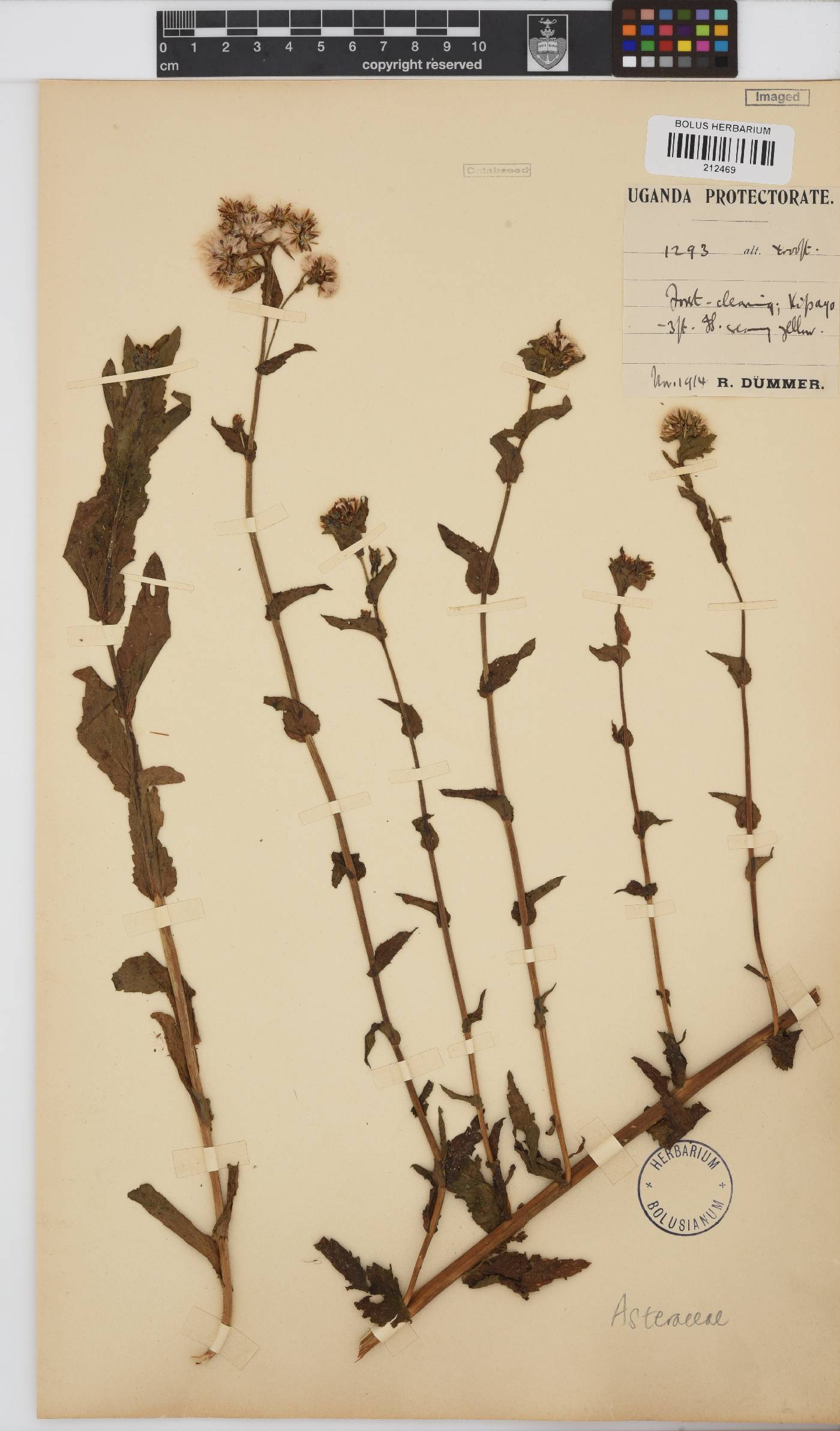 Paurolepis filifolia image