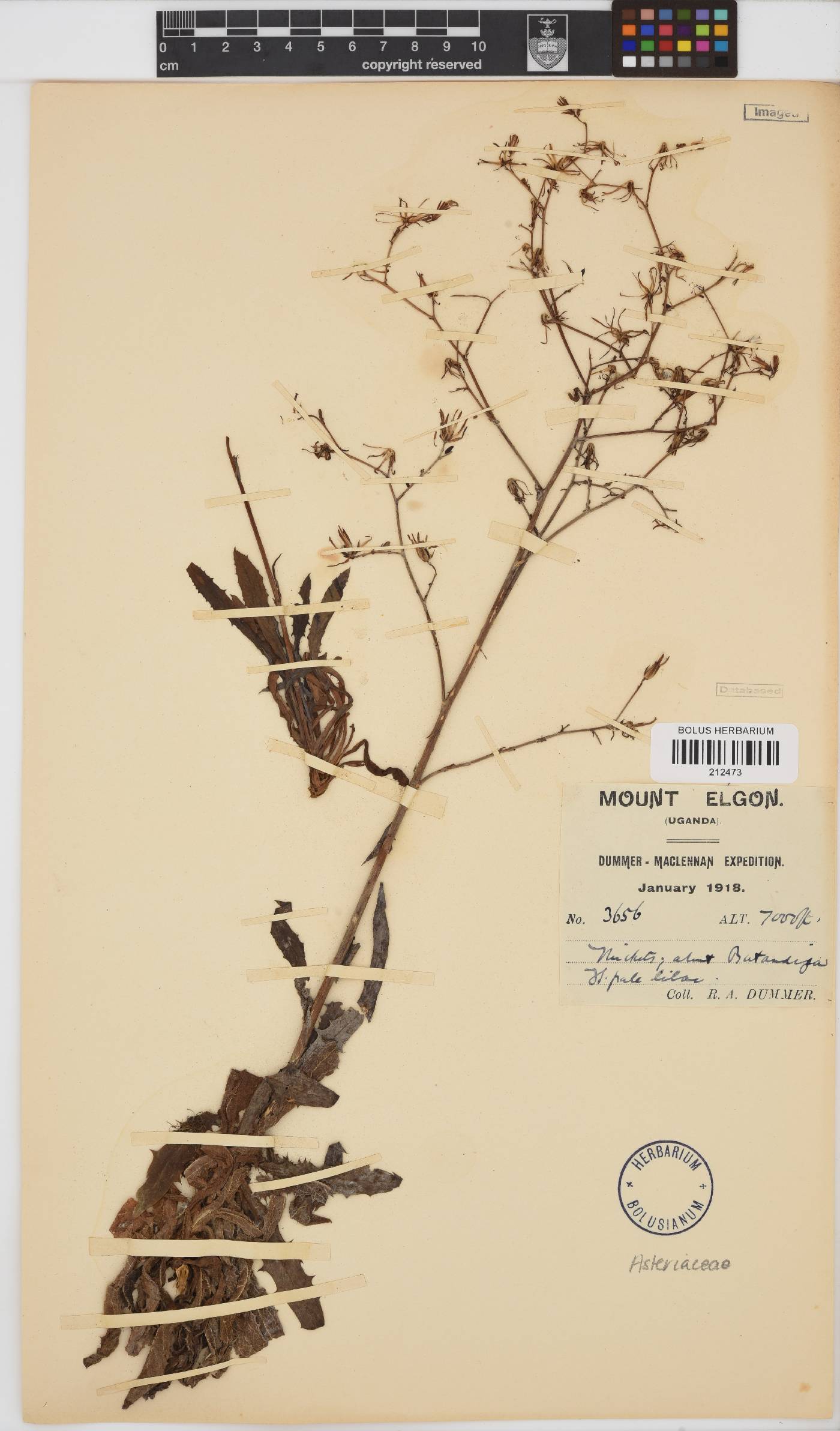 Paurolepis image