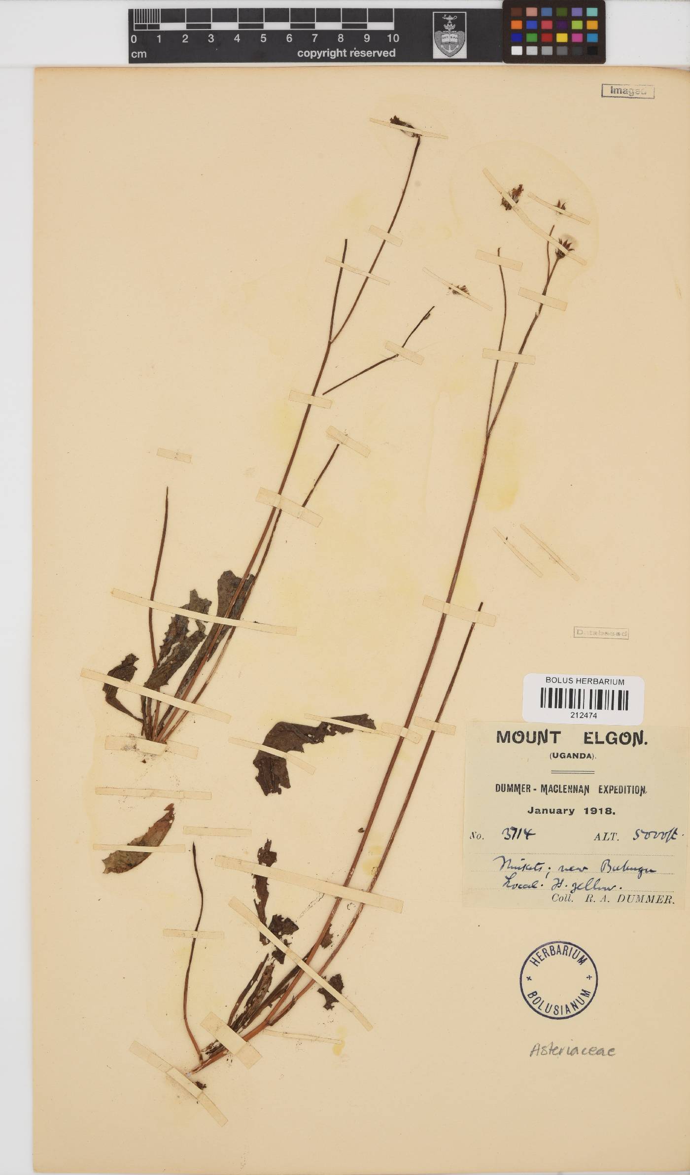 Paurolepis filifolia image
