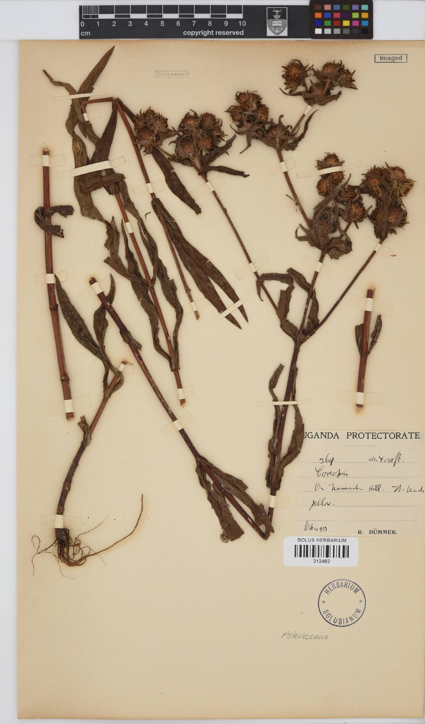 Paurolepis filifolia image