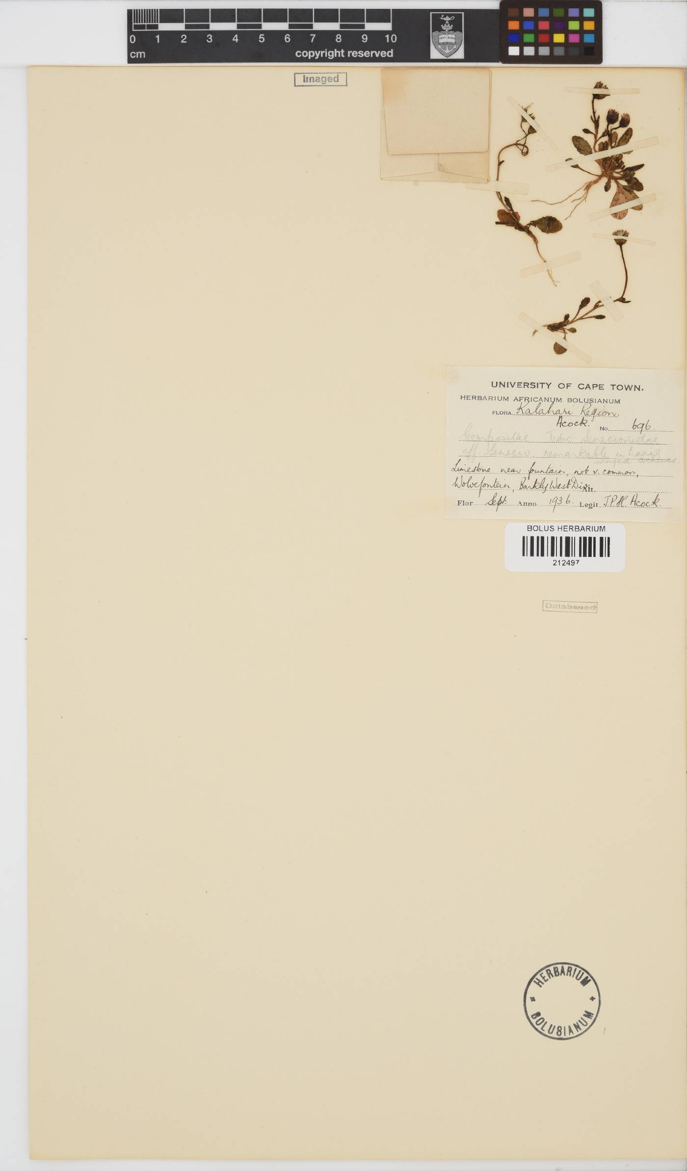 Paurolepis filifolia image