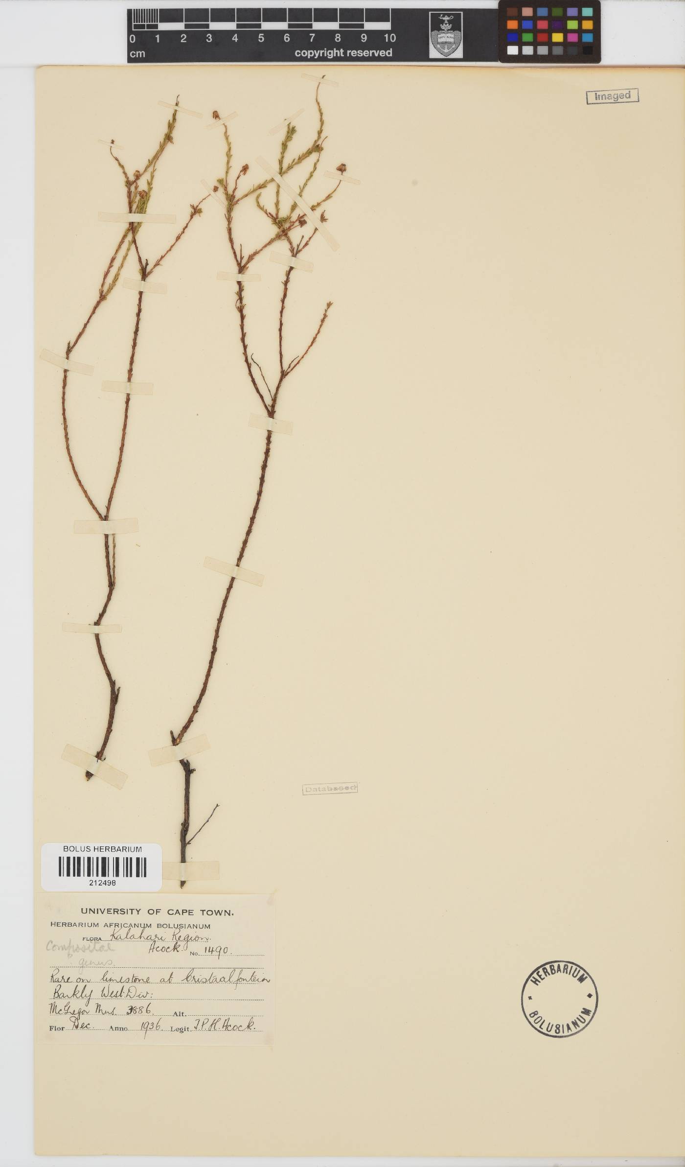 Paurolepis image