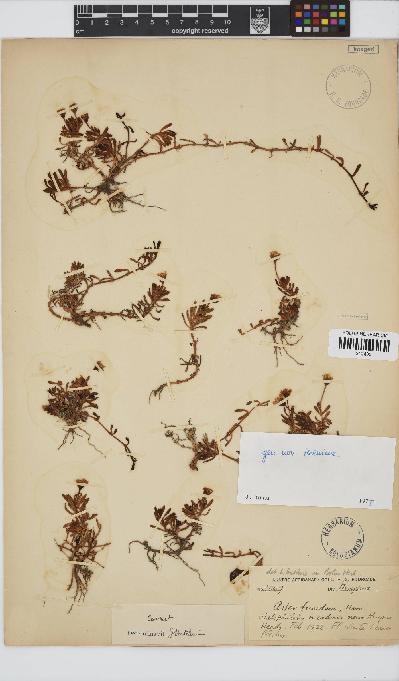 Paurolepis image