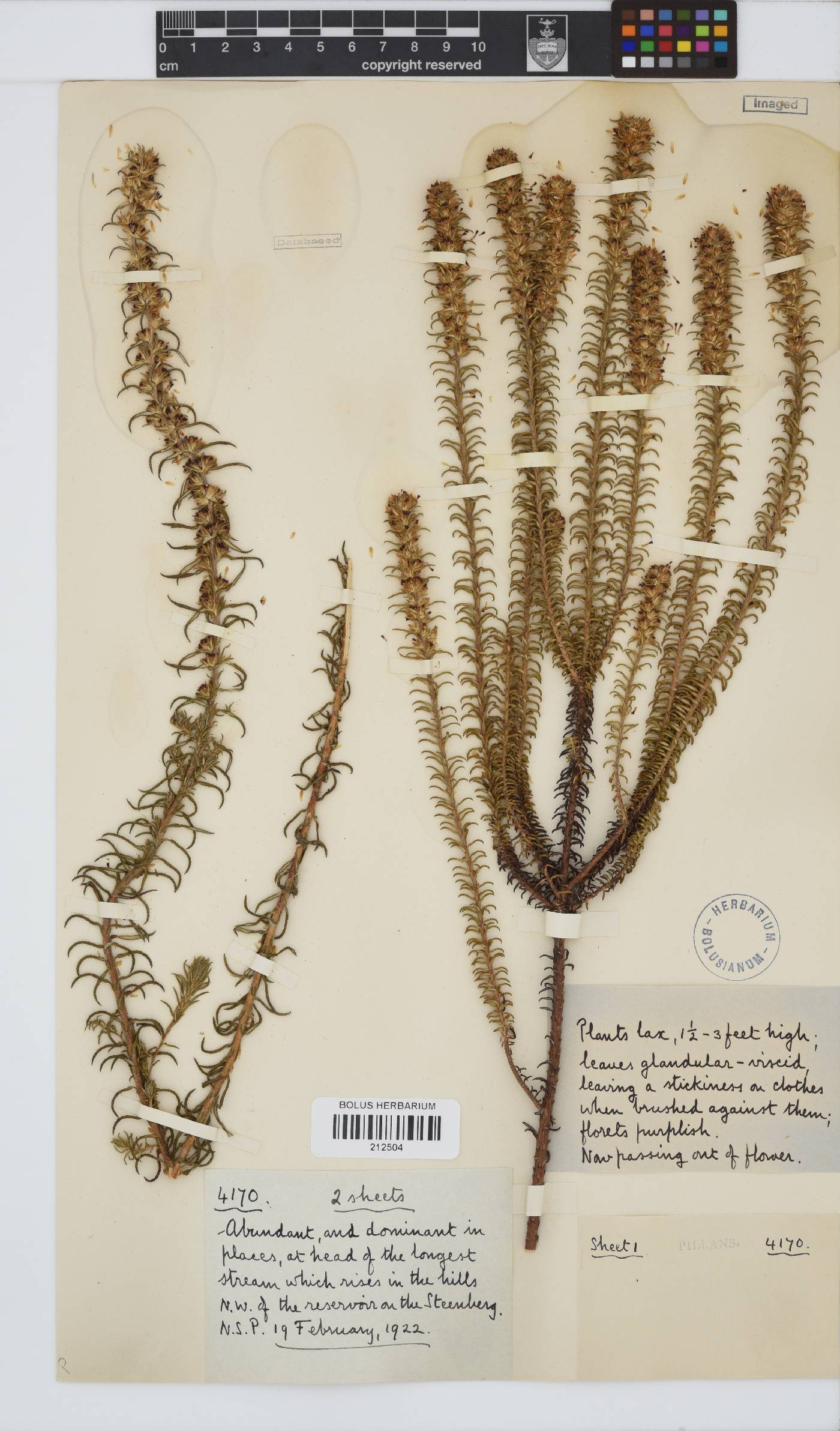 Paurolepis filifolia image