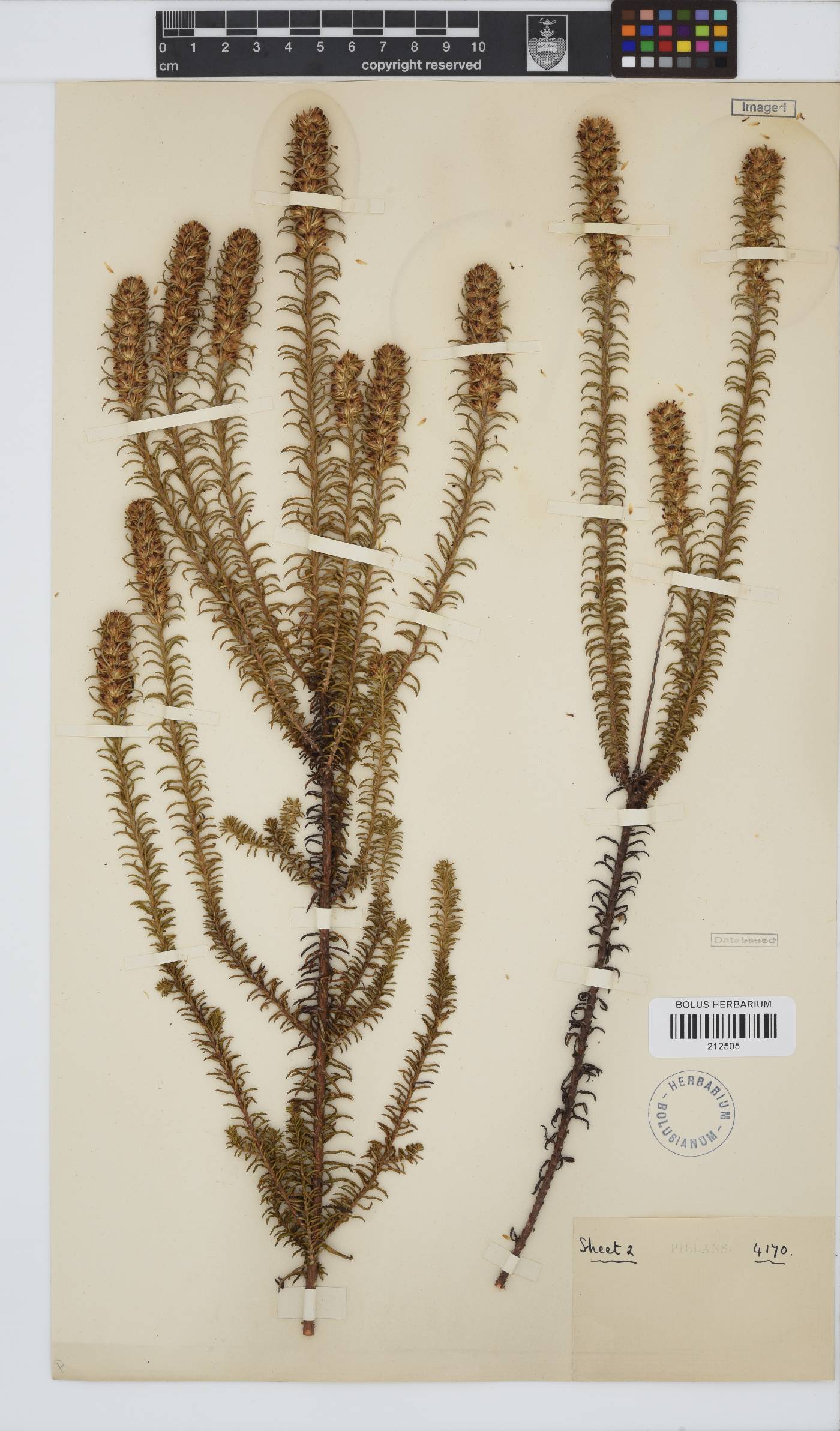 Paurolepis filifolia image