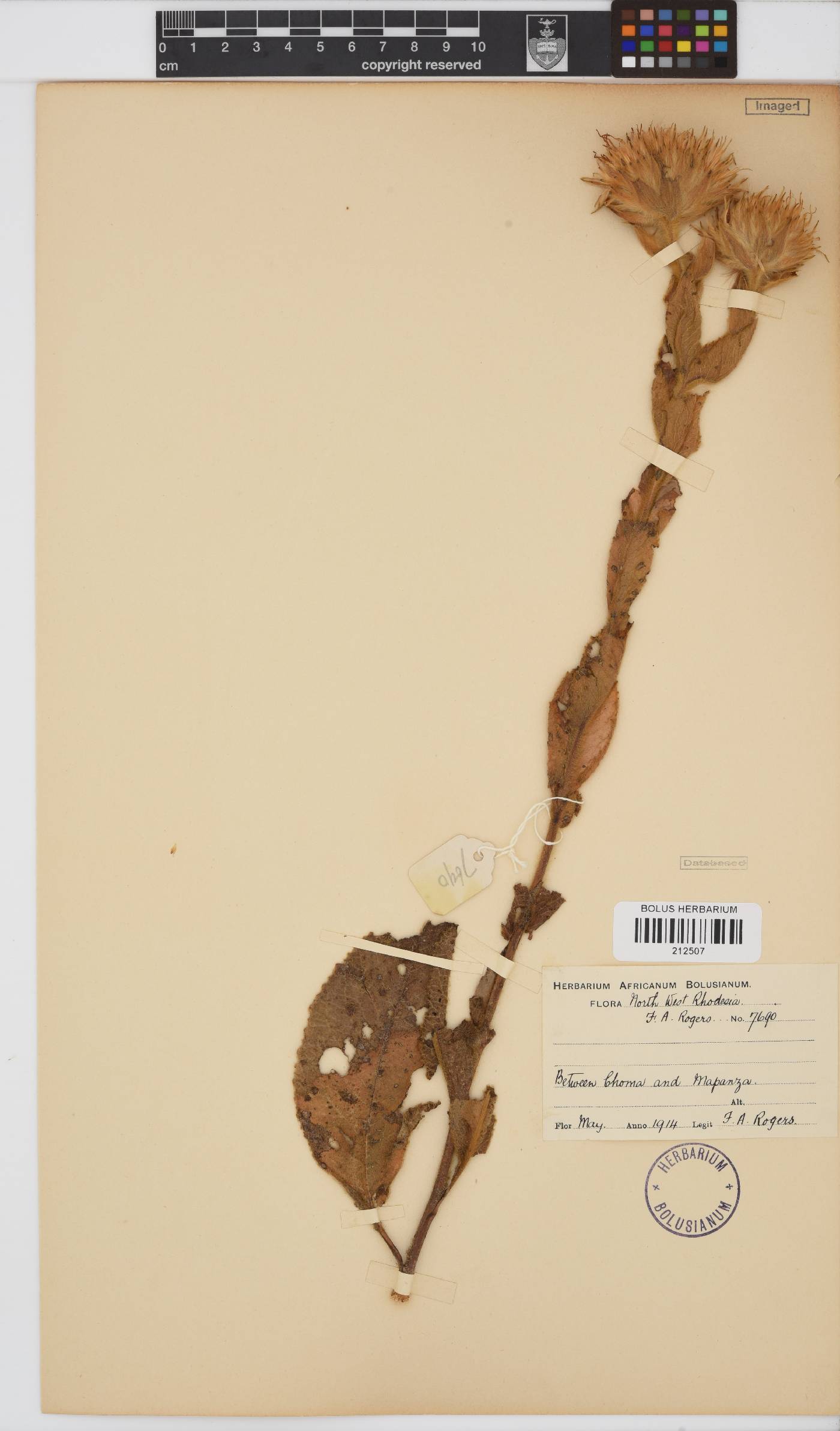 Paurolepis filifolia image