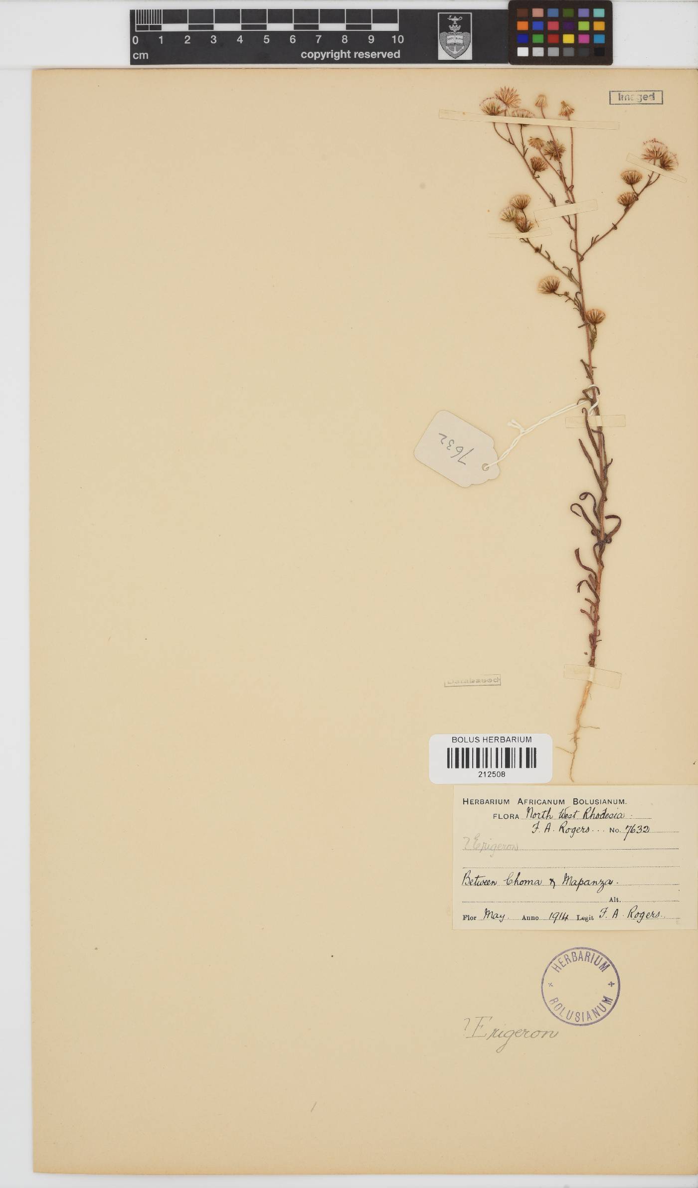 Paurolepis filifolia image