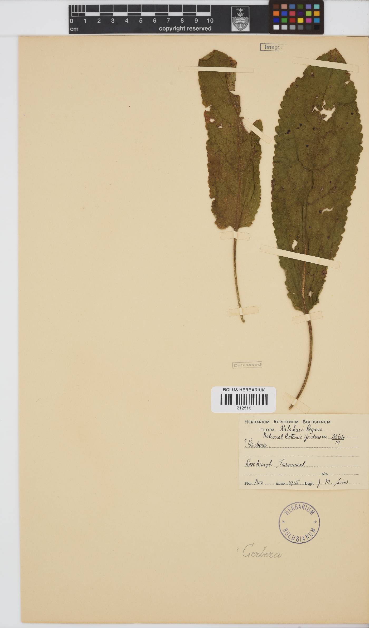 Paurolepis filifolia image