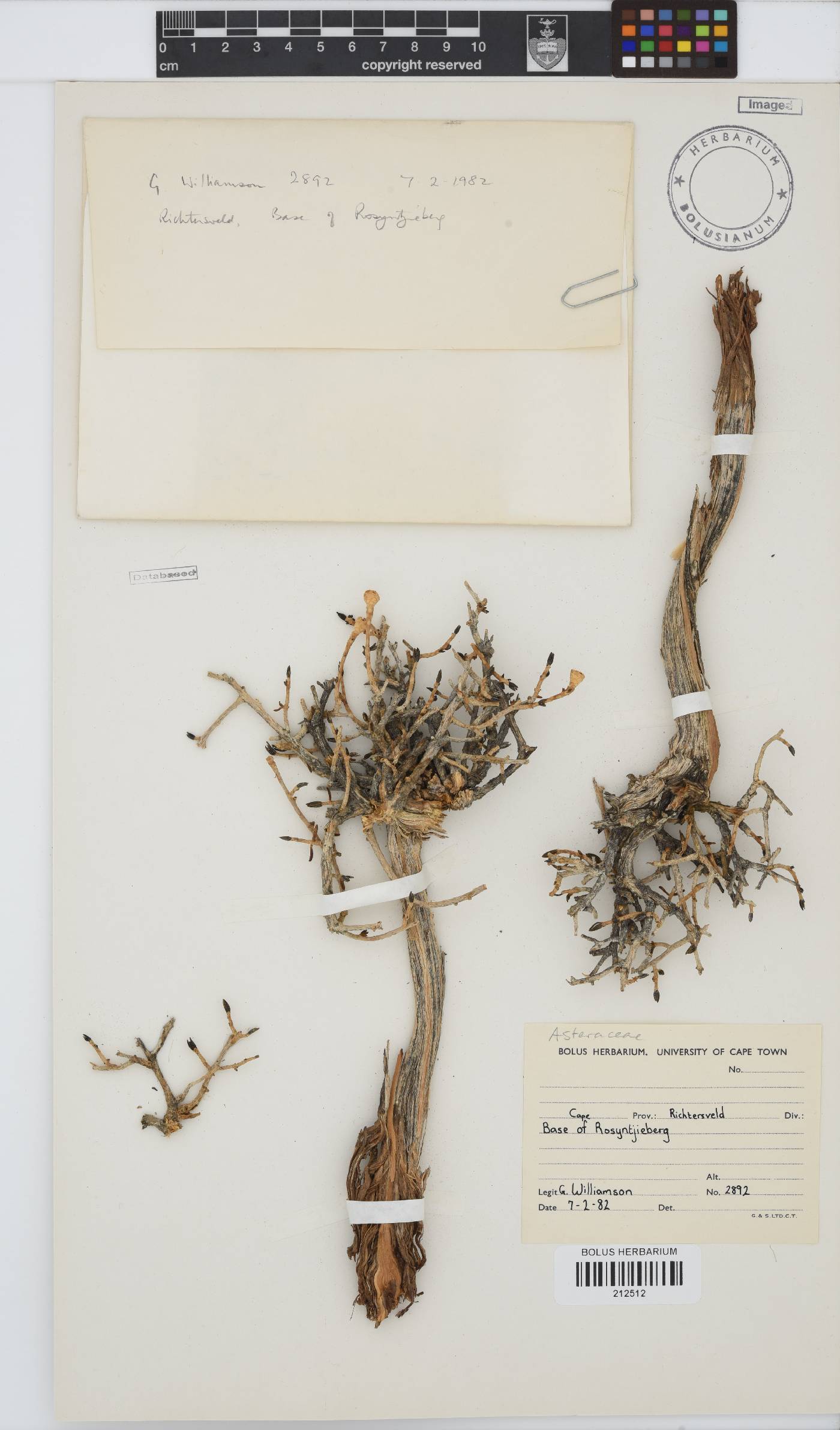 Paurolepis filifolia image