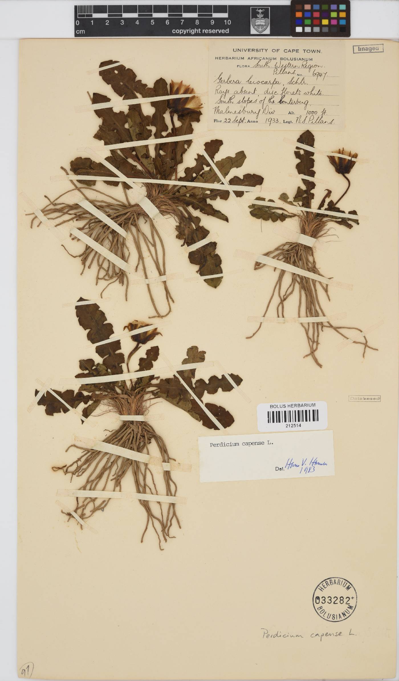 Perdicium capense image