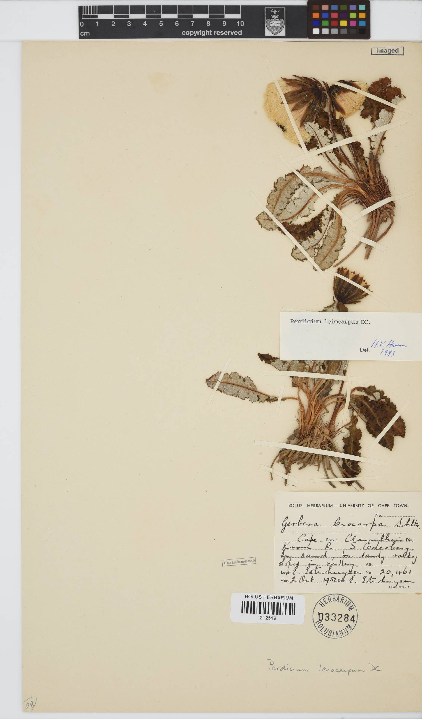 Perdicium image