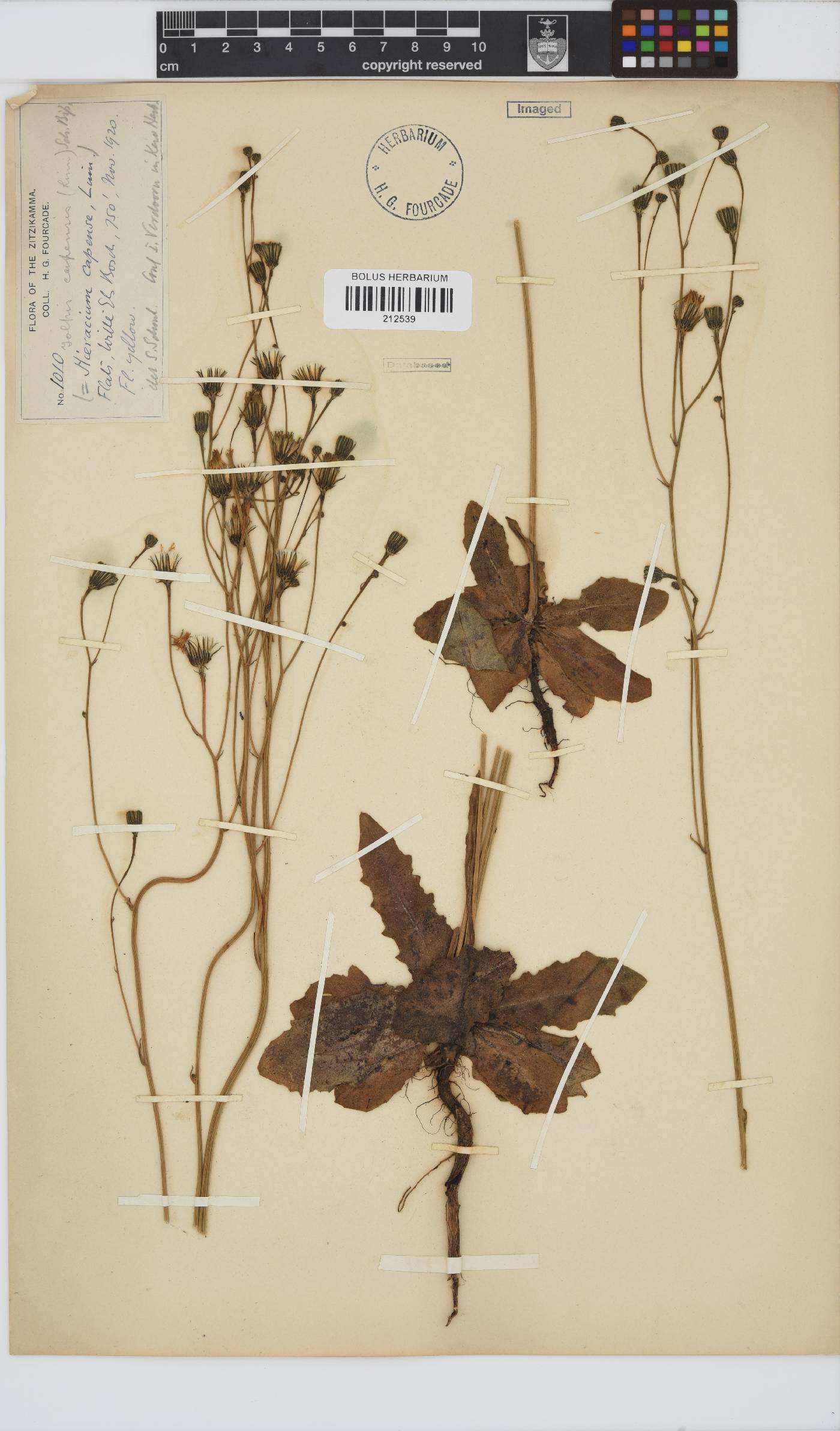 Tolpis capensis image