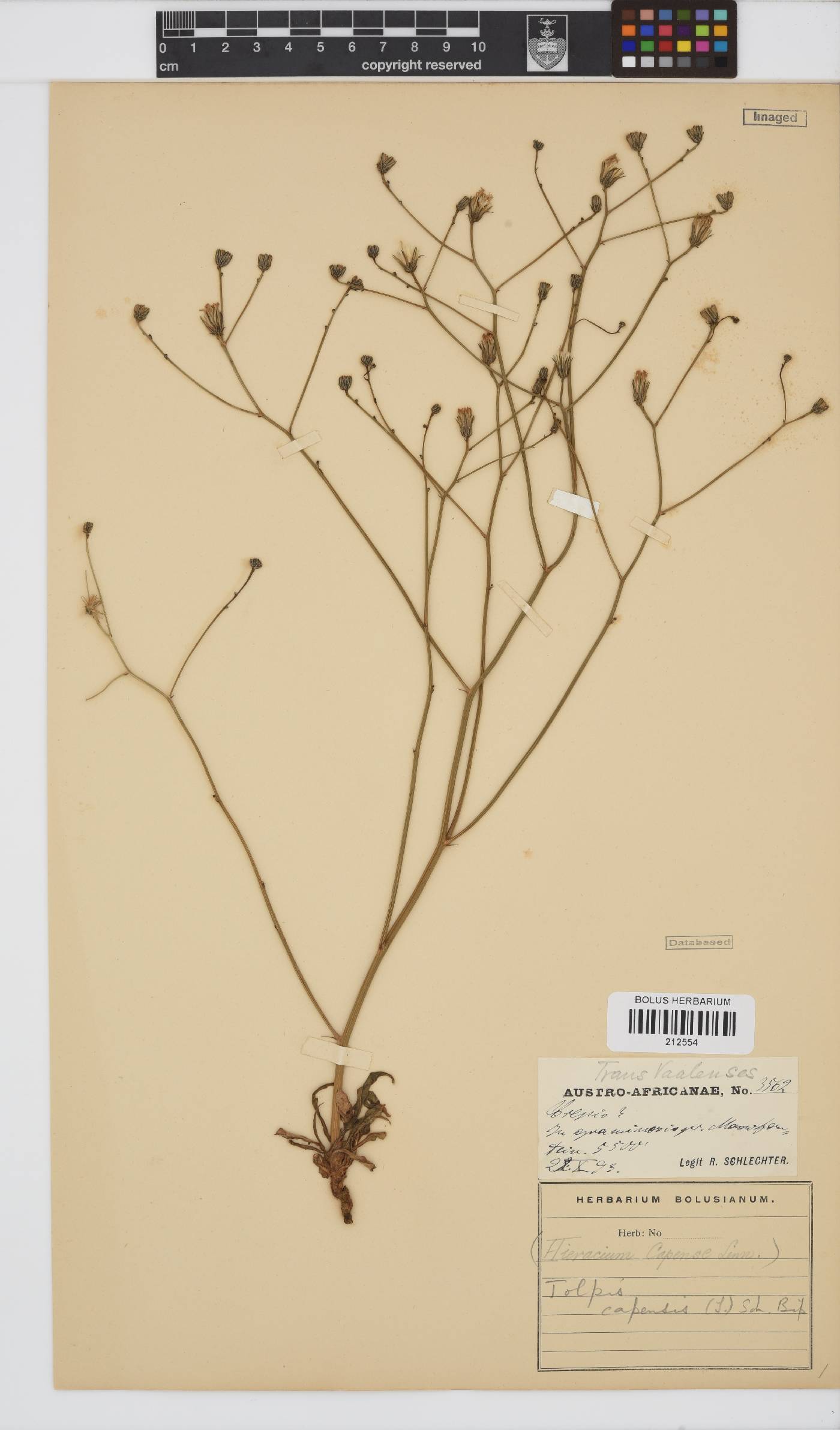 Tolpis capensis image