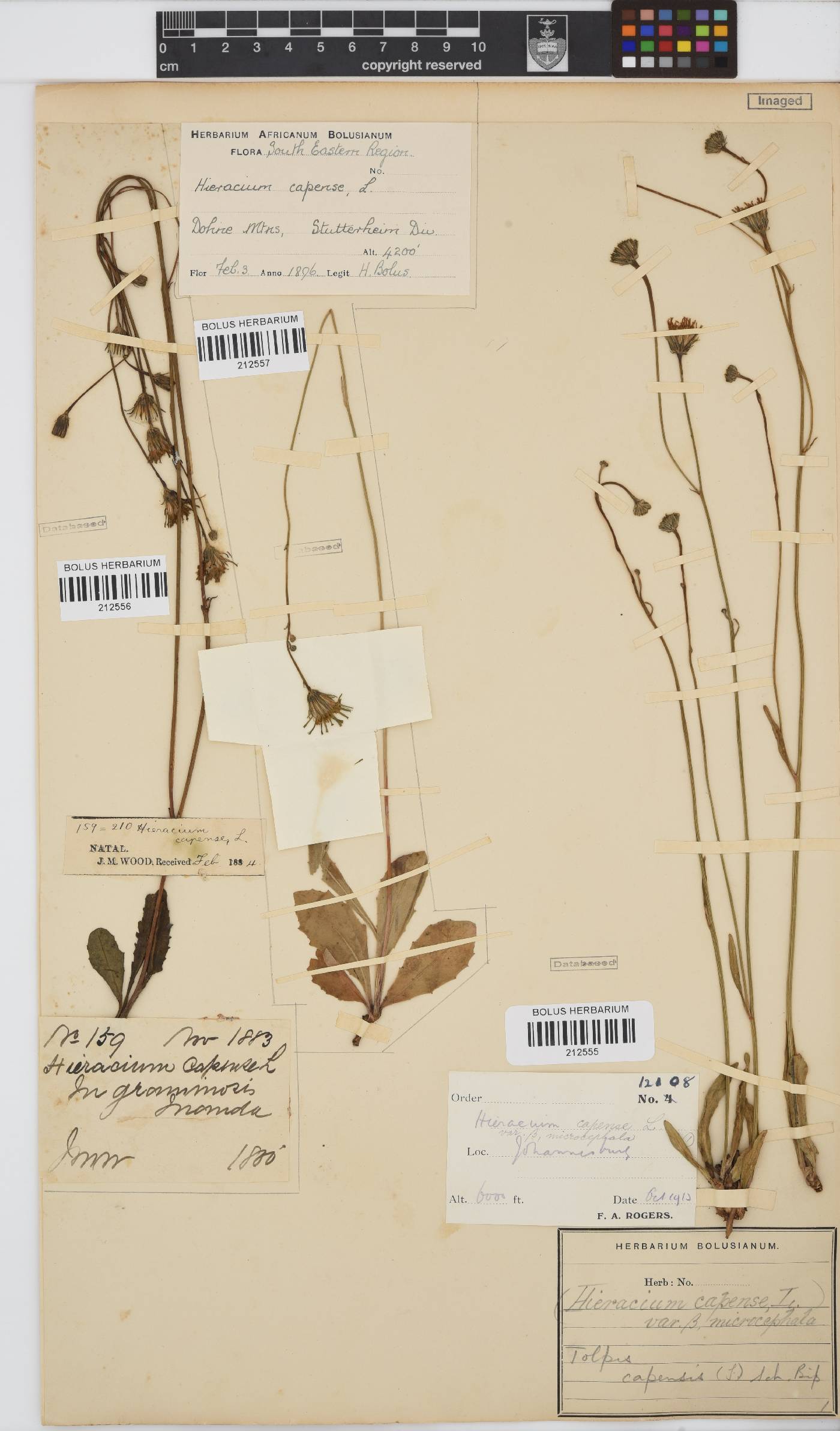 Tolpis capensis image