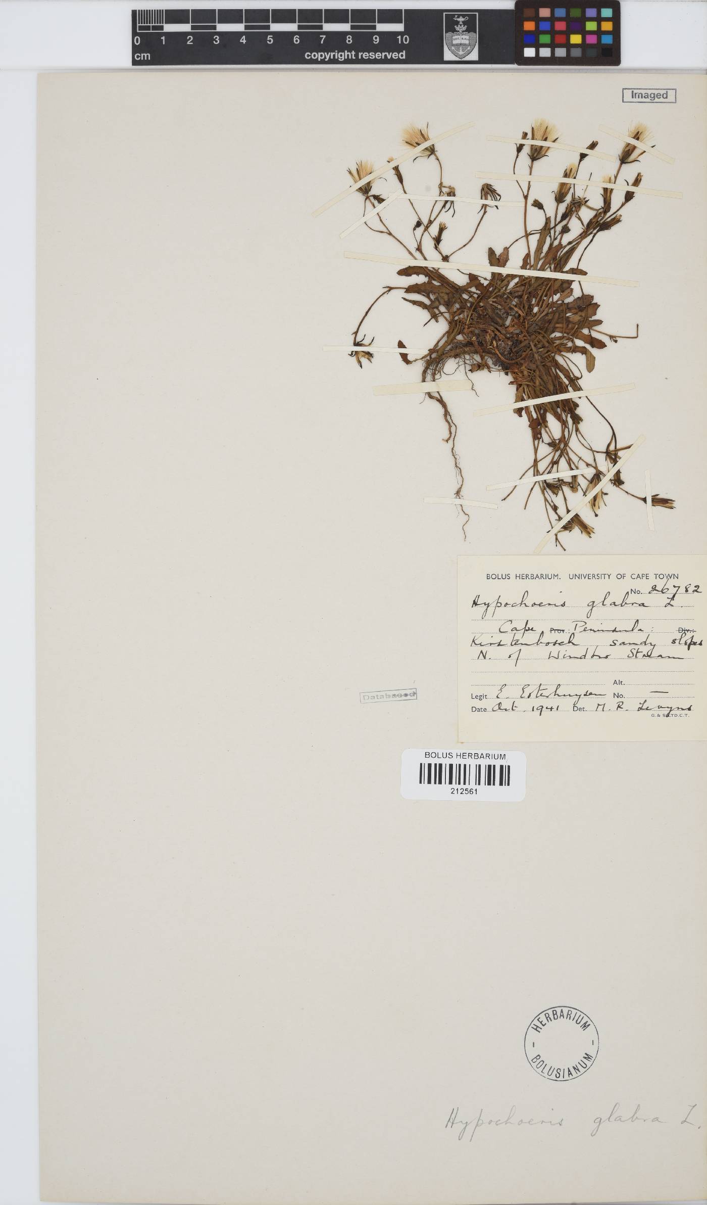 Hypochaeris glabra image