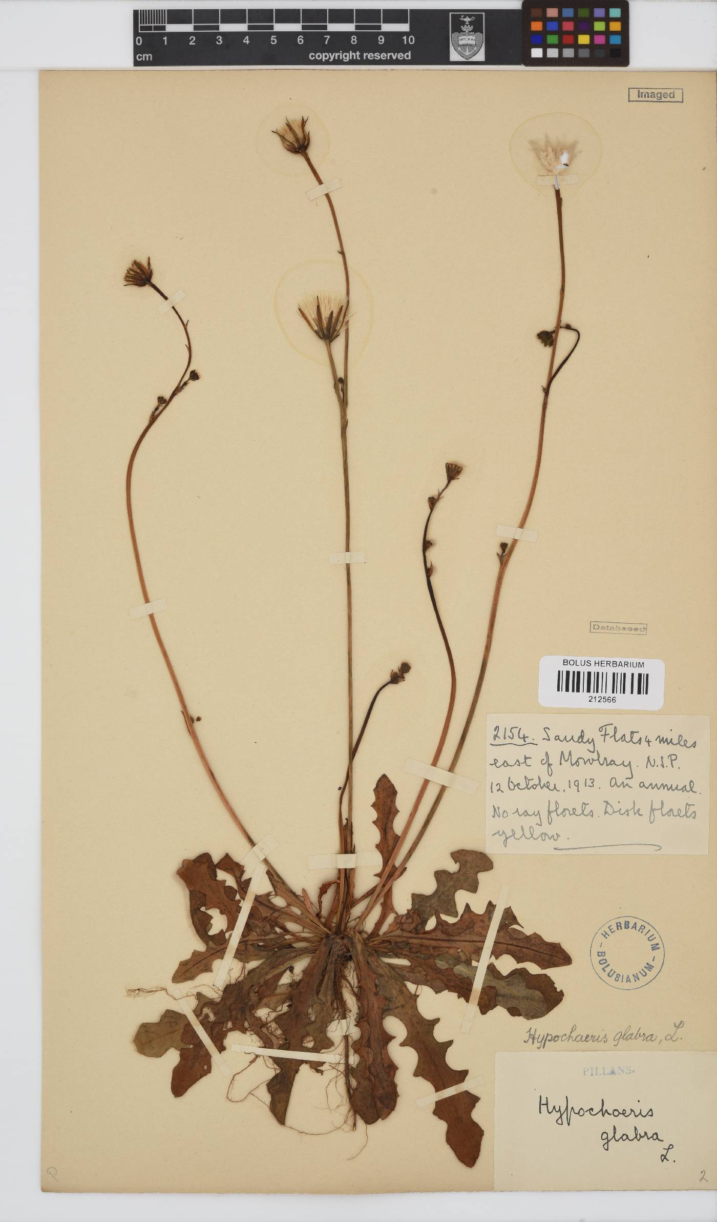 Hypochaeris glabra image