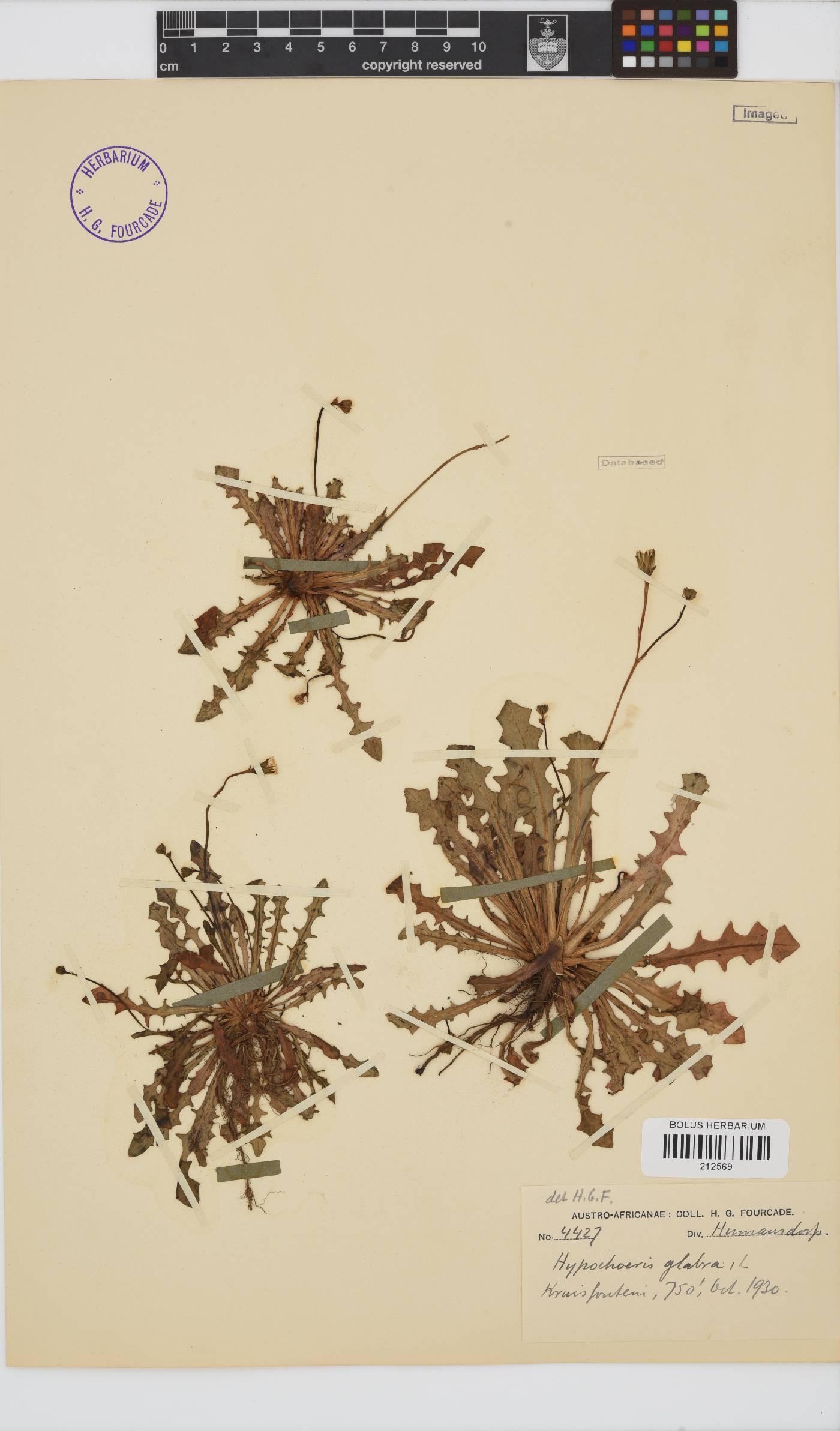 Hypochaeris glabra image