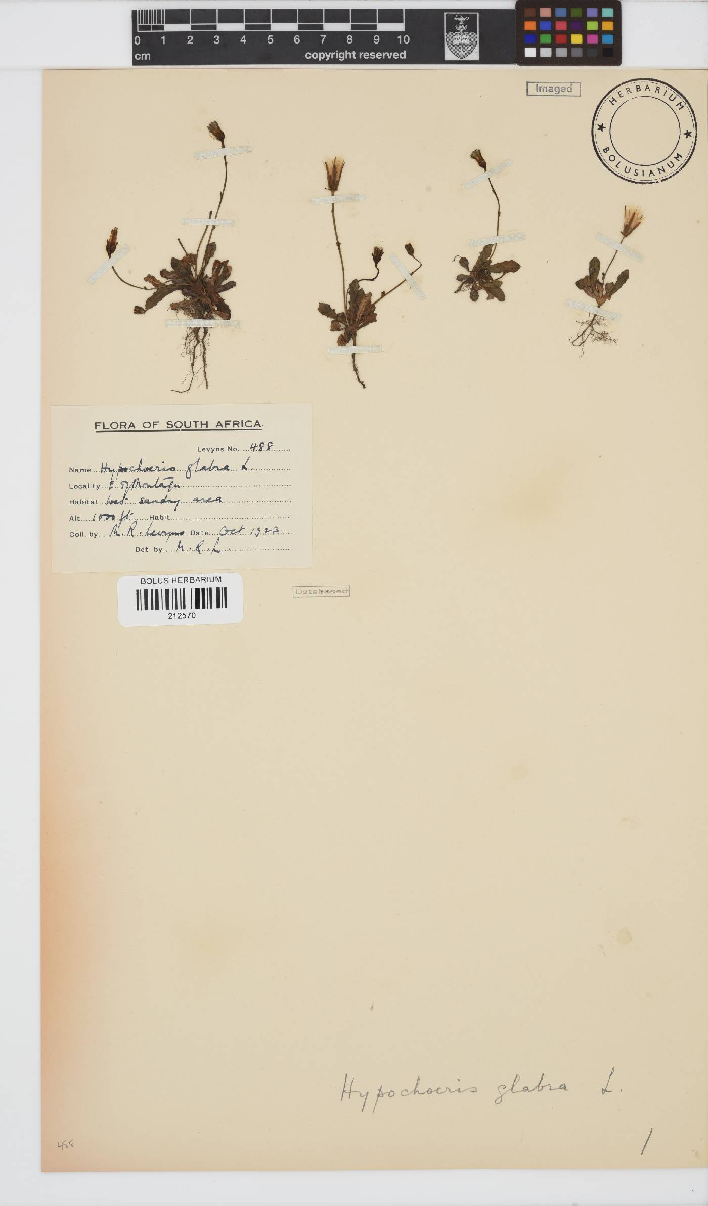 Hypochaeris glabra image