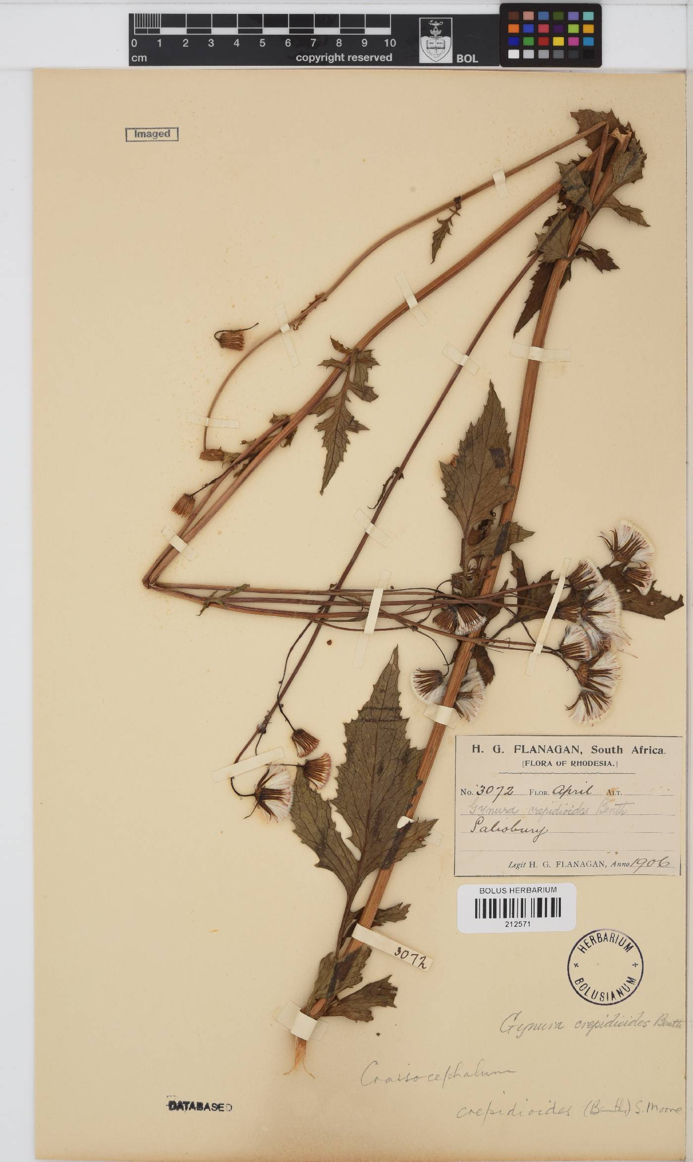 Crassocephalum crepidioides image