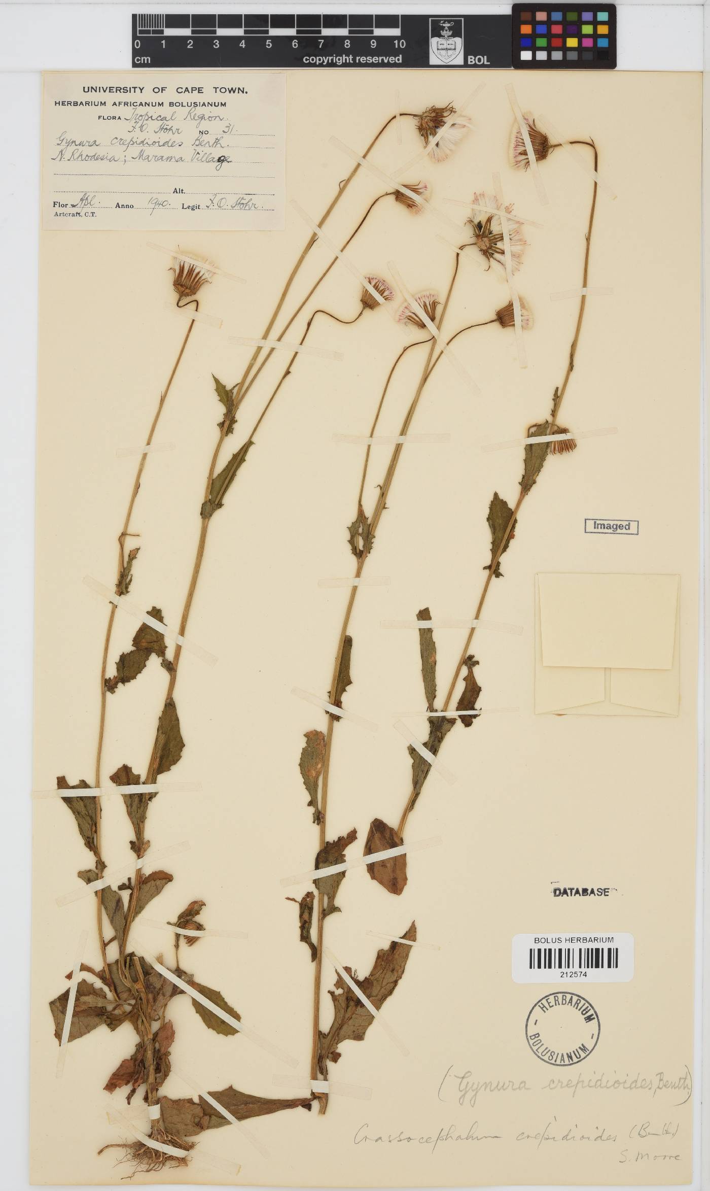 Crassocephalum crepidioides image