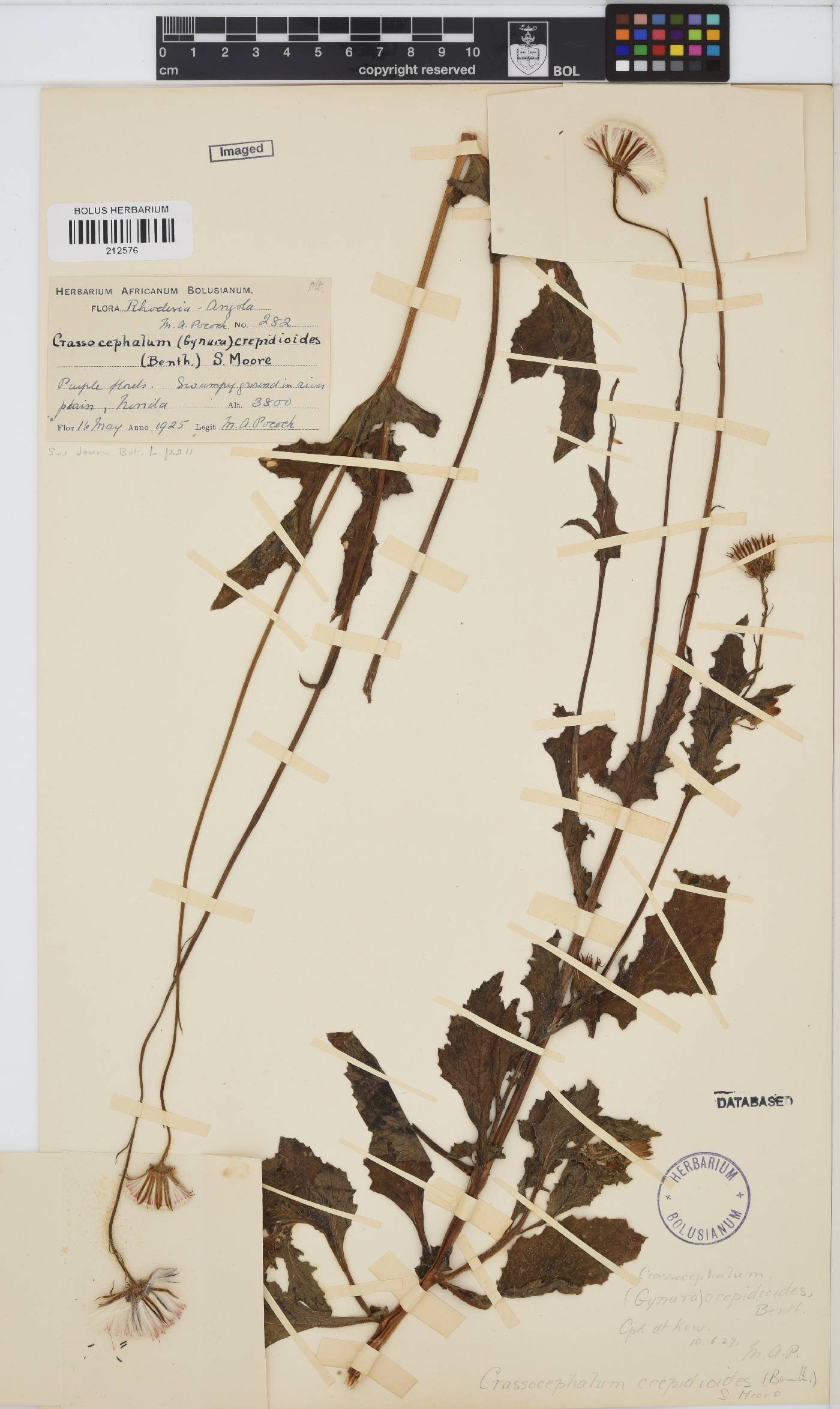 Crassocephalum crepidioides image