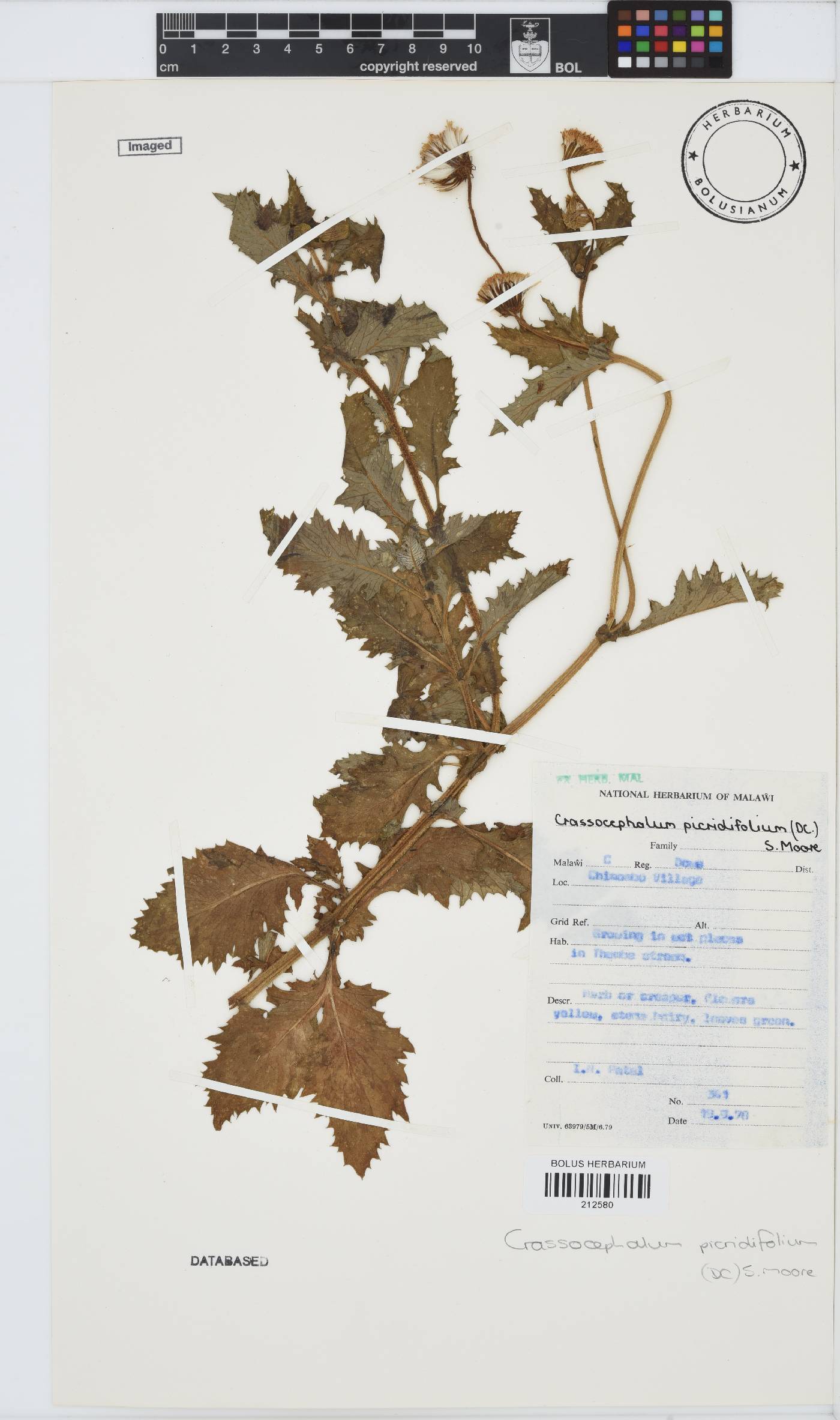 Crassocephalum picridifolium image